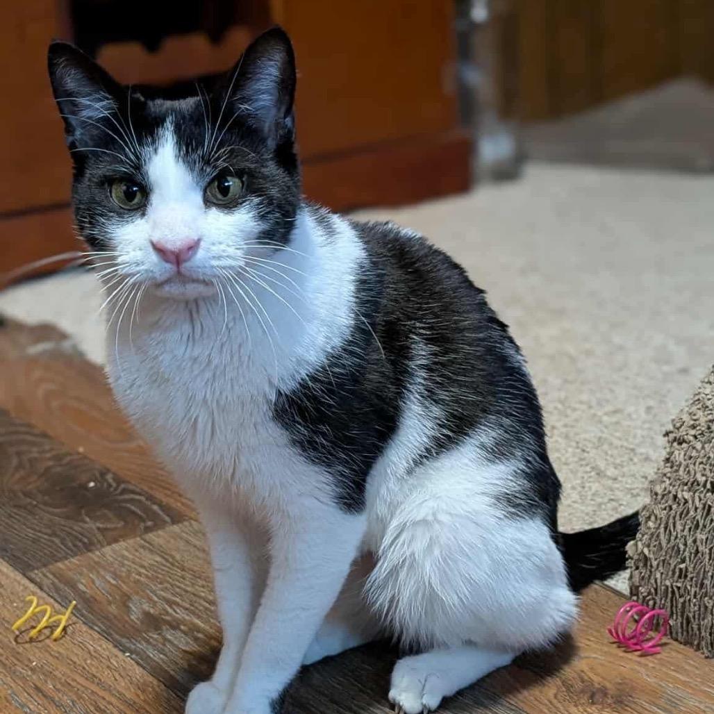 Enlarge Oreo, a Adoptable mixed breed in West Olive, MI image 5/6