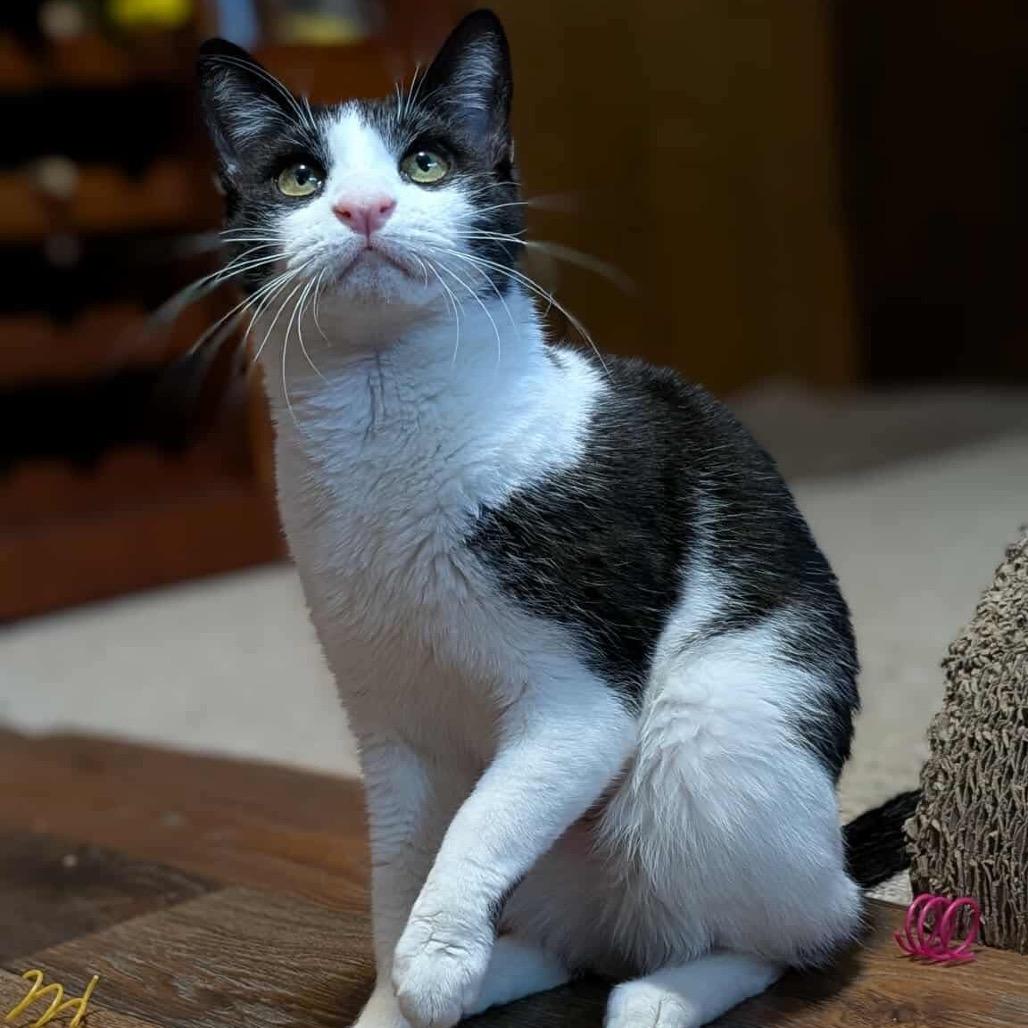 Enlarge Oreo, a Adoptable mixed breed in West Olive, MI image 6/6