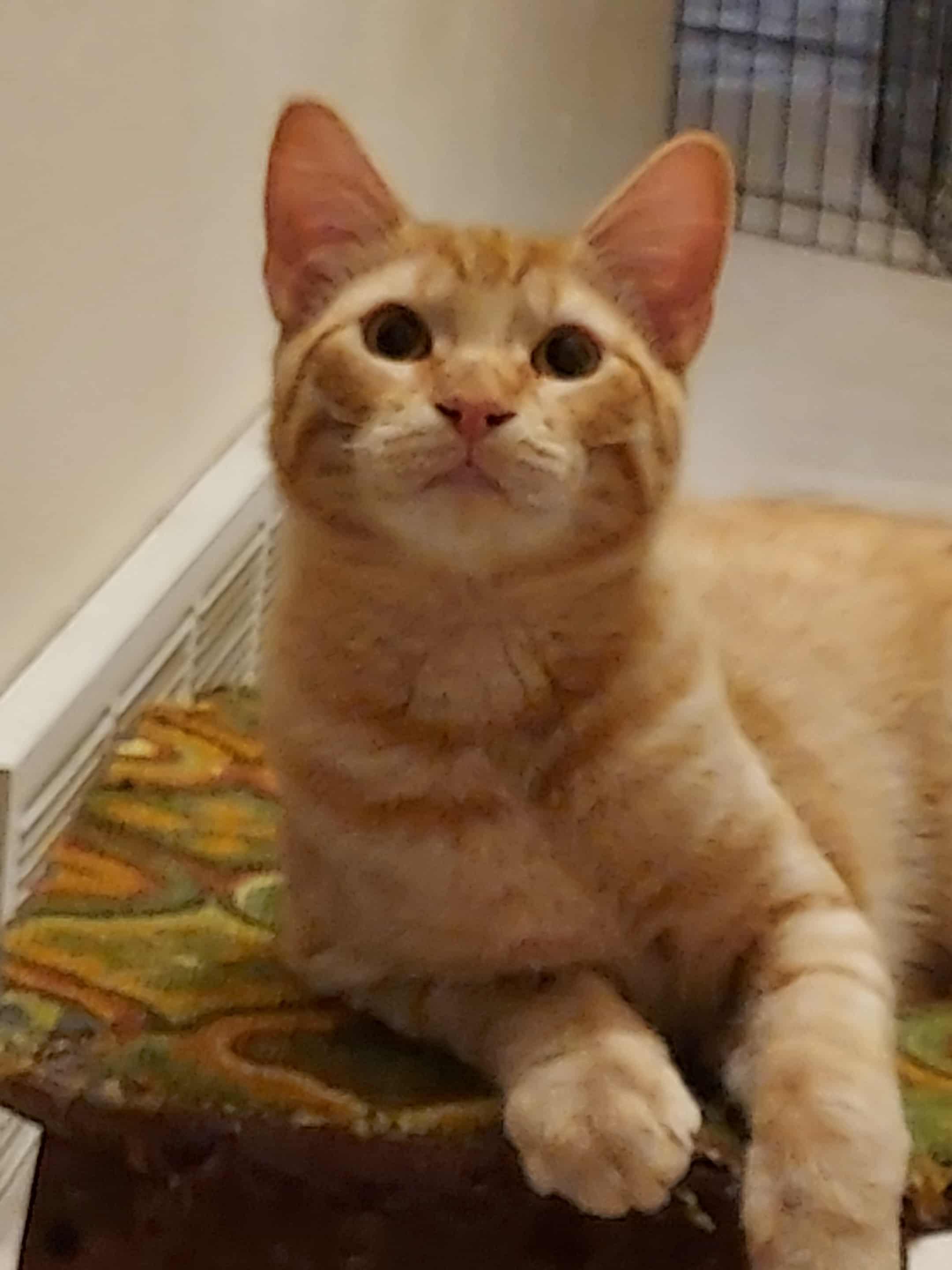 Tim