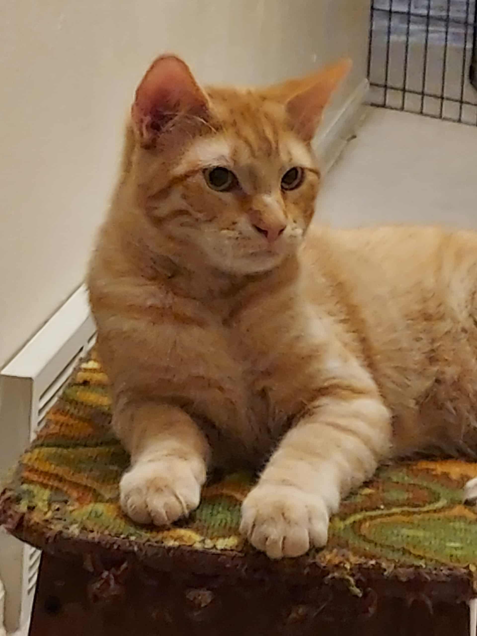 Tim