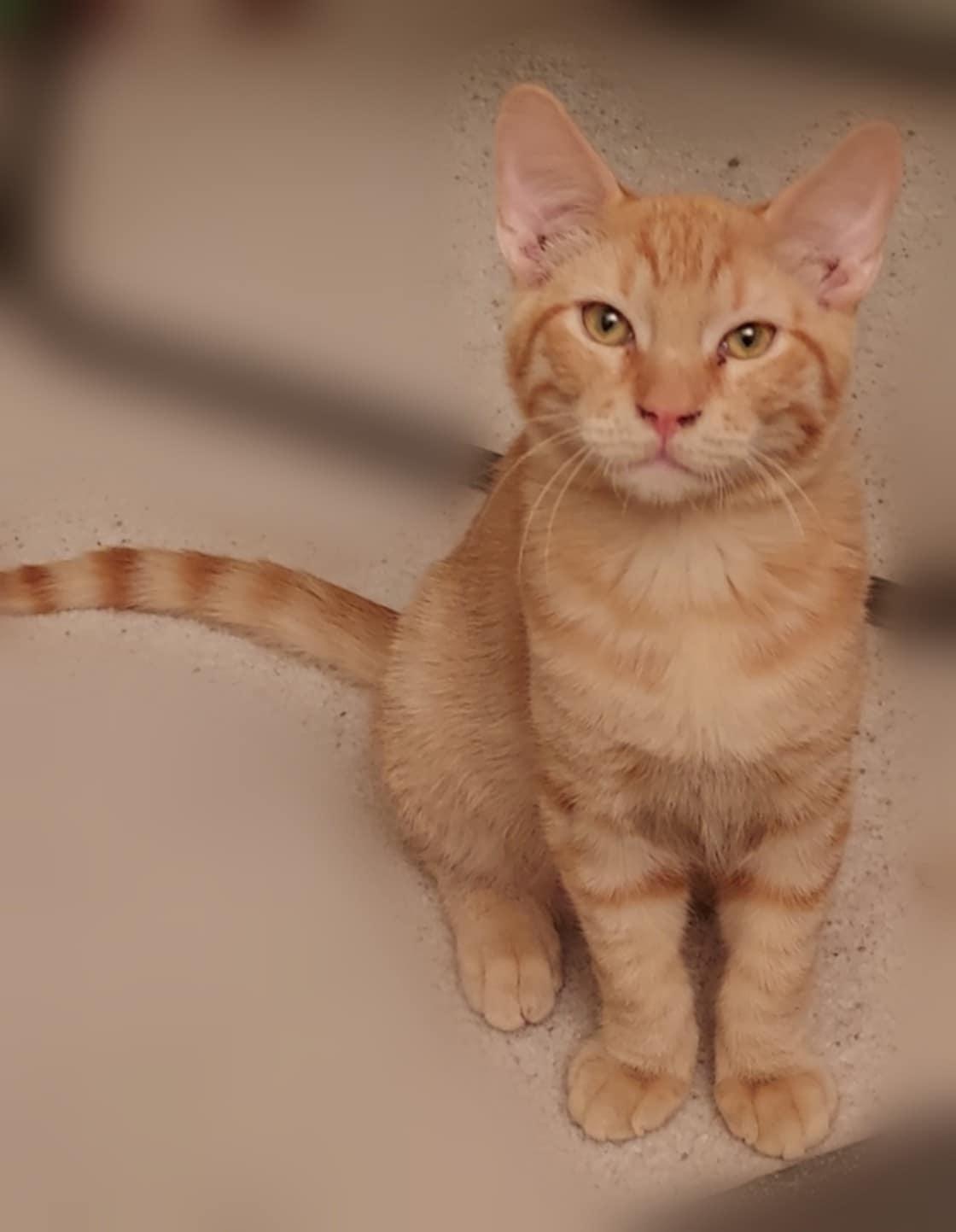 Tim, an adoptable Domestic Short Hair in Colorado Springs, CO, 80918 | Photo Image 1