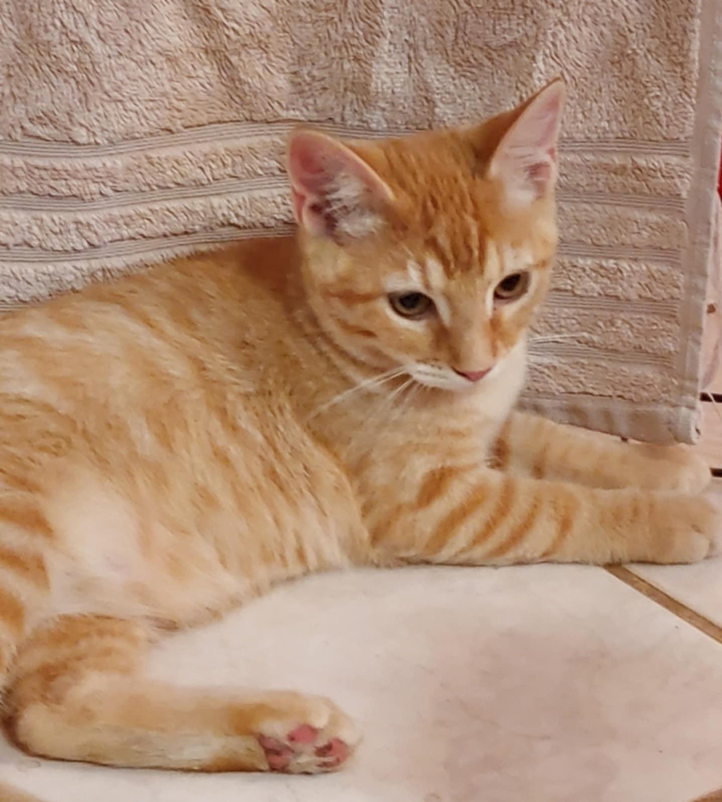 Tim, an adoptable Domestic Short Hair in Colorado Springs, CO, 80918 | Photo Image 3