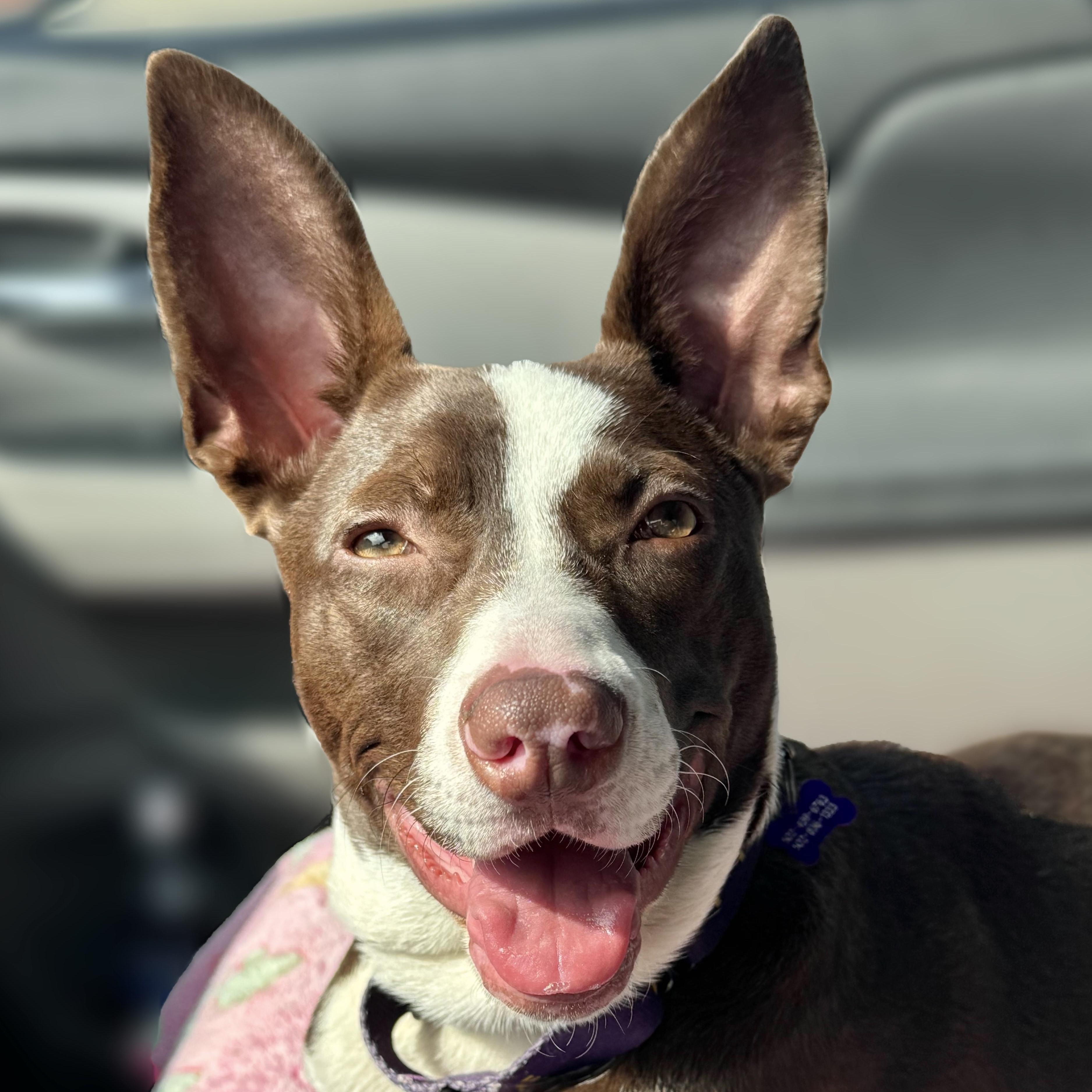 Rosalita, a Adoptable mixed breed in Louisville, KY image 2/6