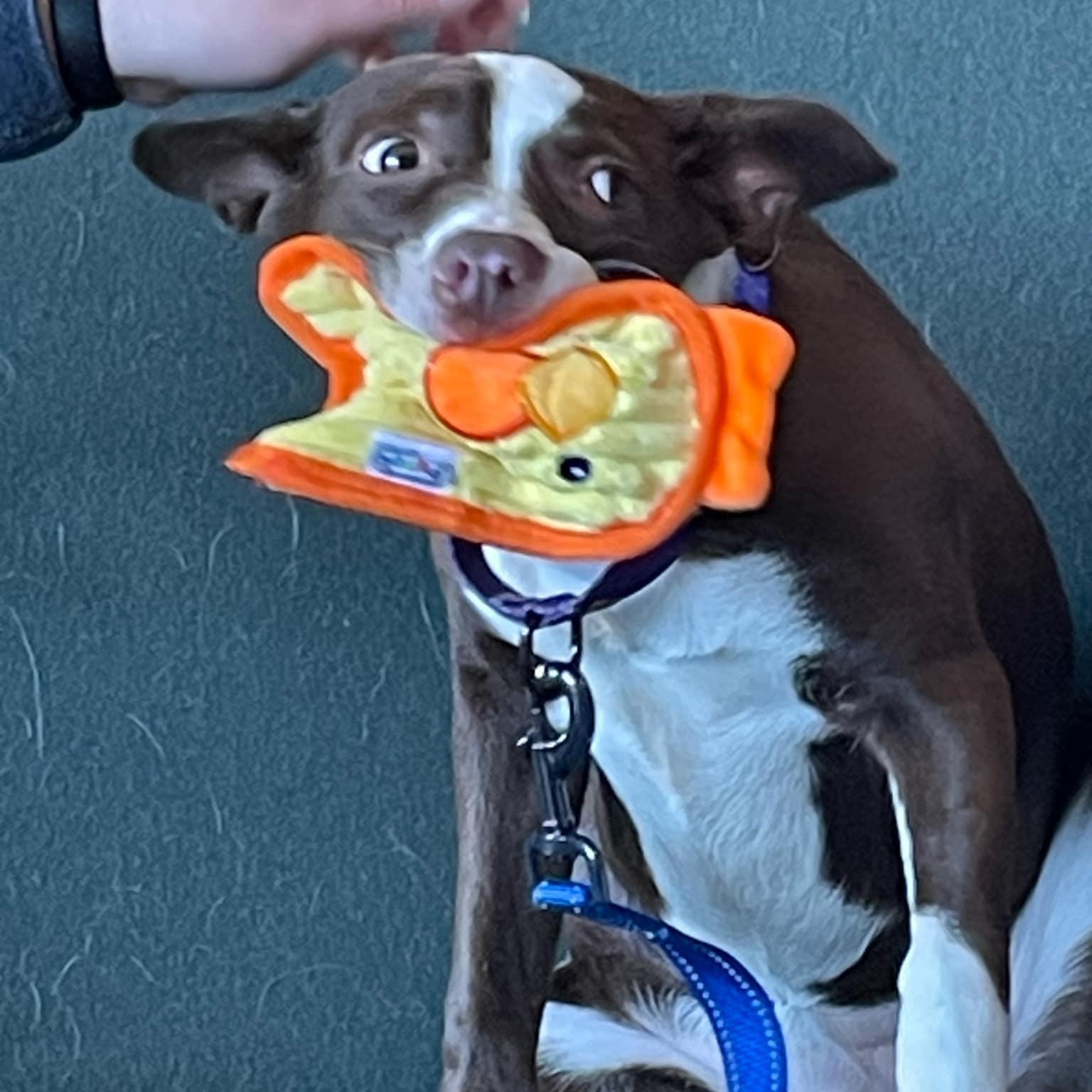 Rosalita, a Adoptable mixed breed in Louisville, KY image 5/6