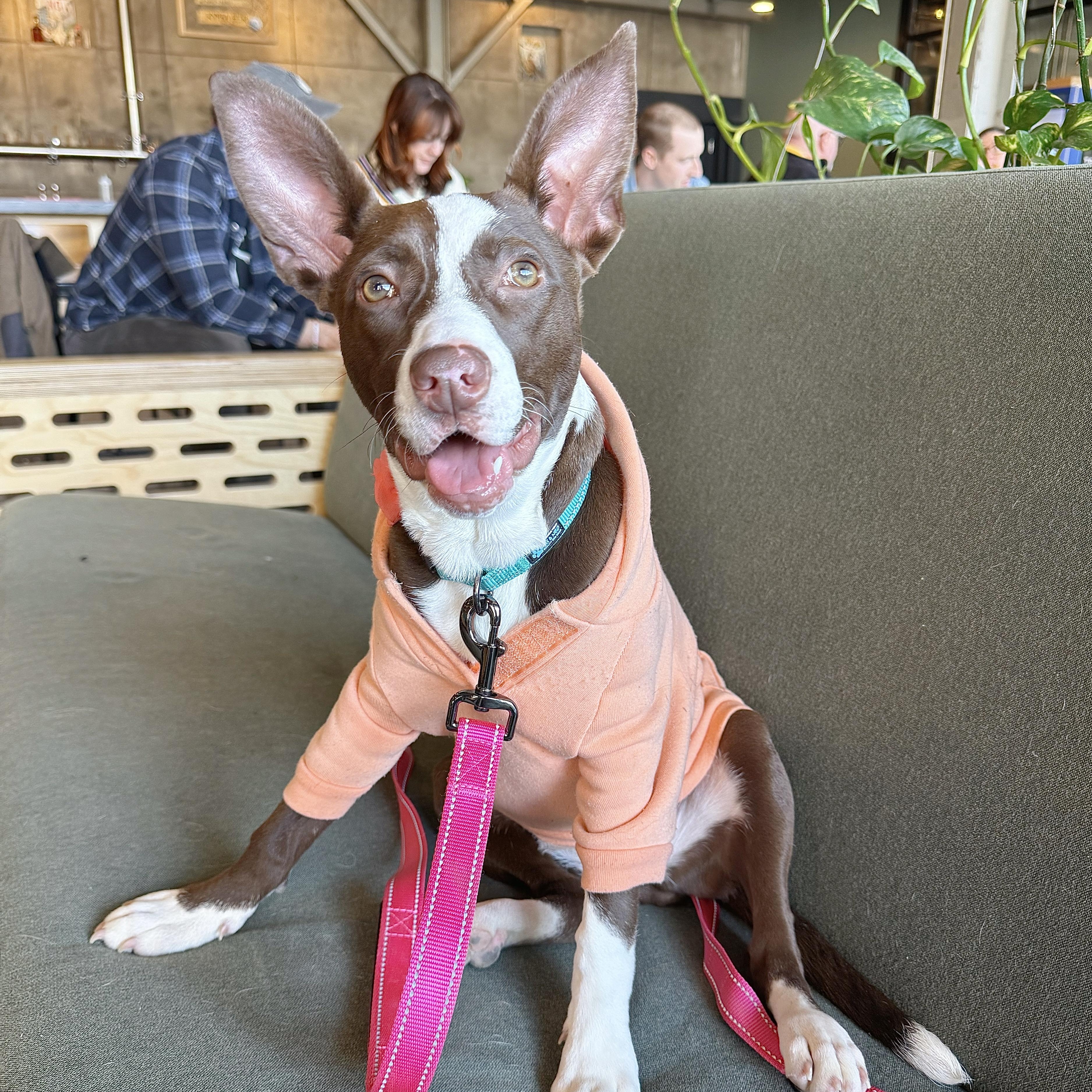 Rosalita, a Adoptable mixed breed in Louisville, KY image 4/6