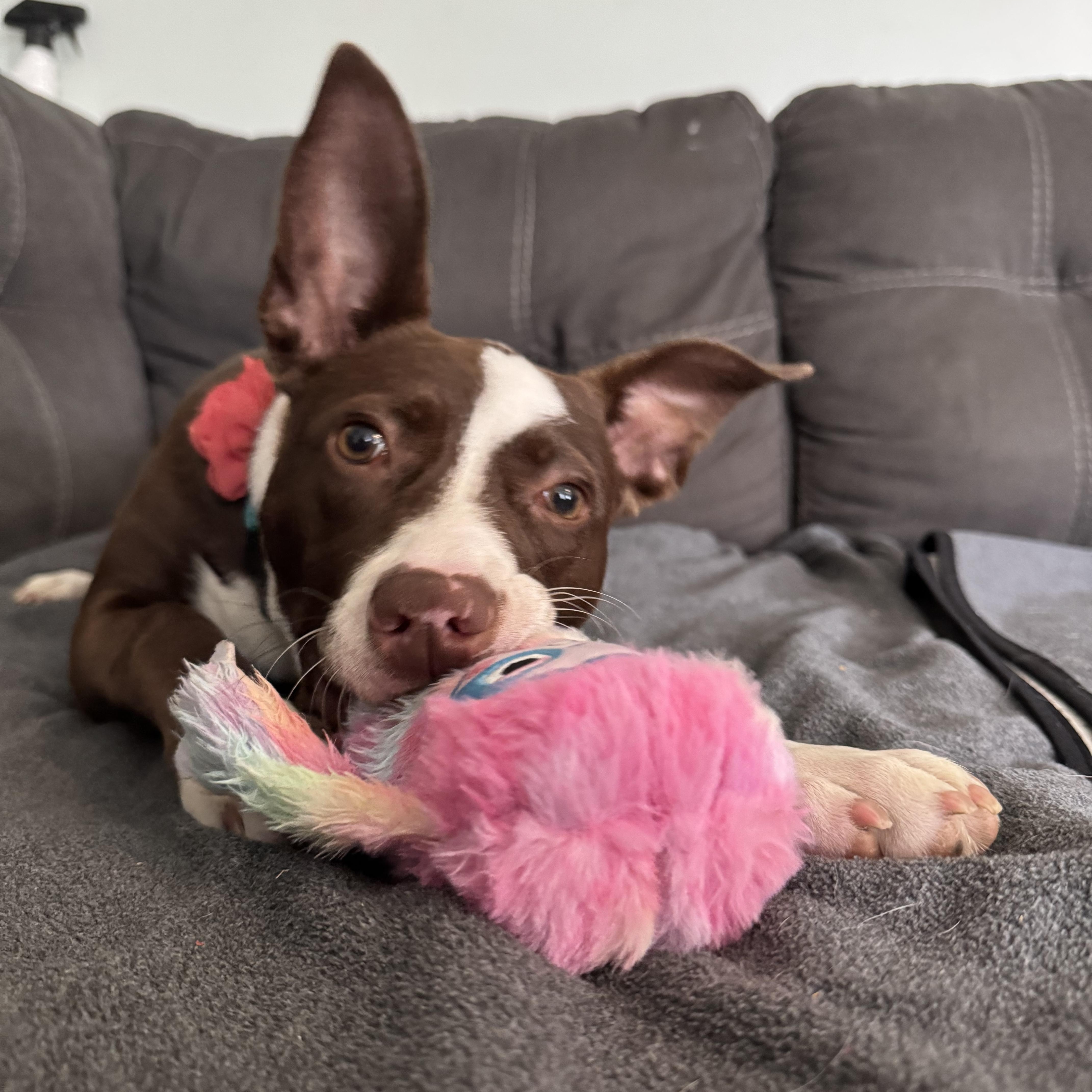 Rosalita, a Adoptable mixed breed in Louisville, KY image 6/6