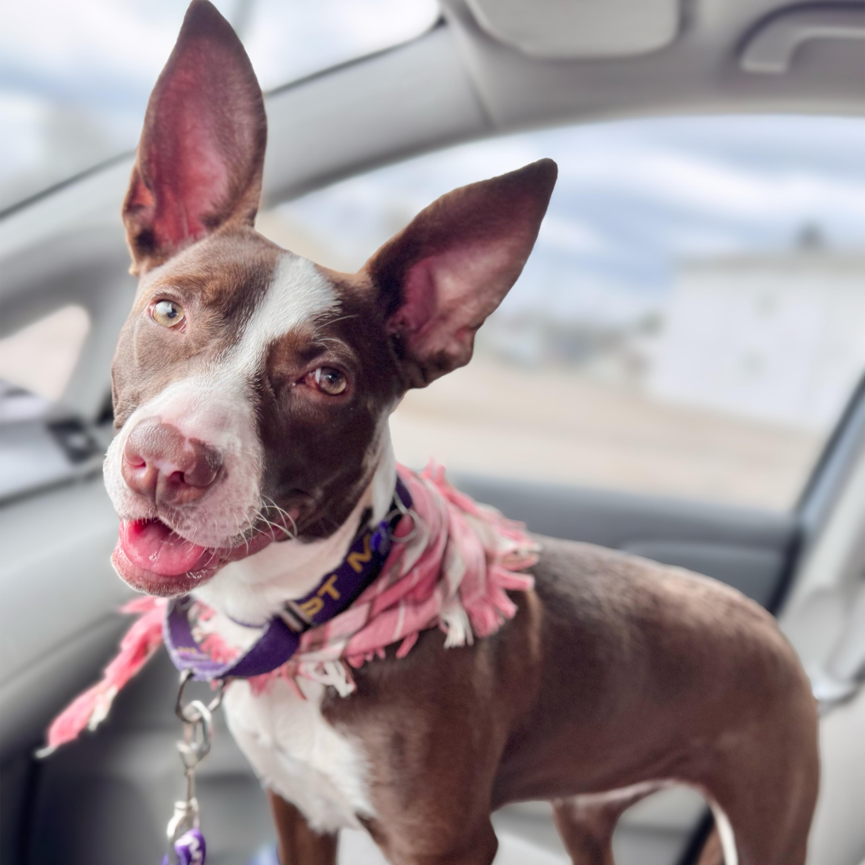 Rosalita, a Adoptable mixed breed in Louisville, KY image 1/6