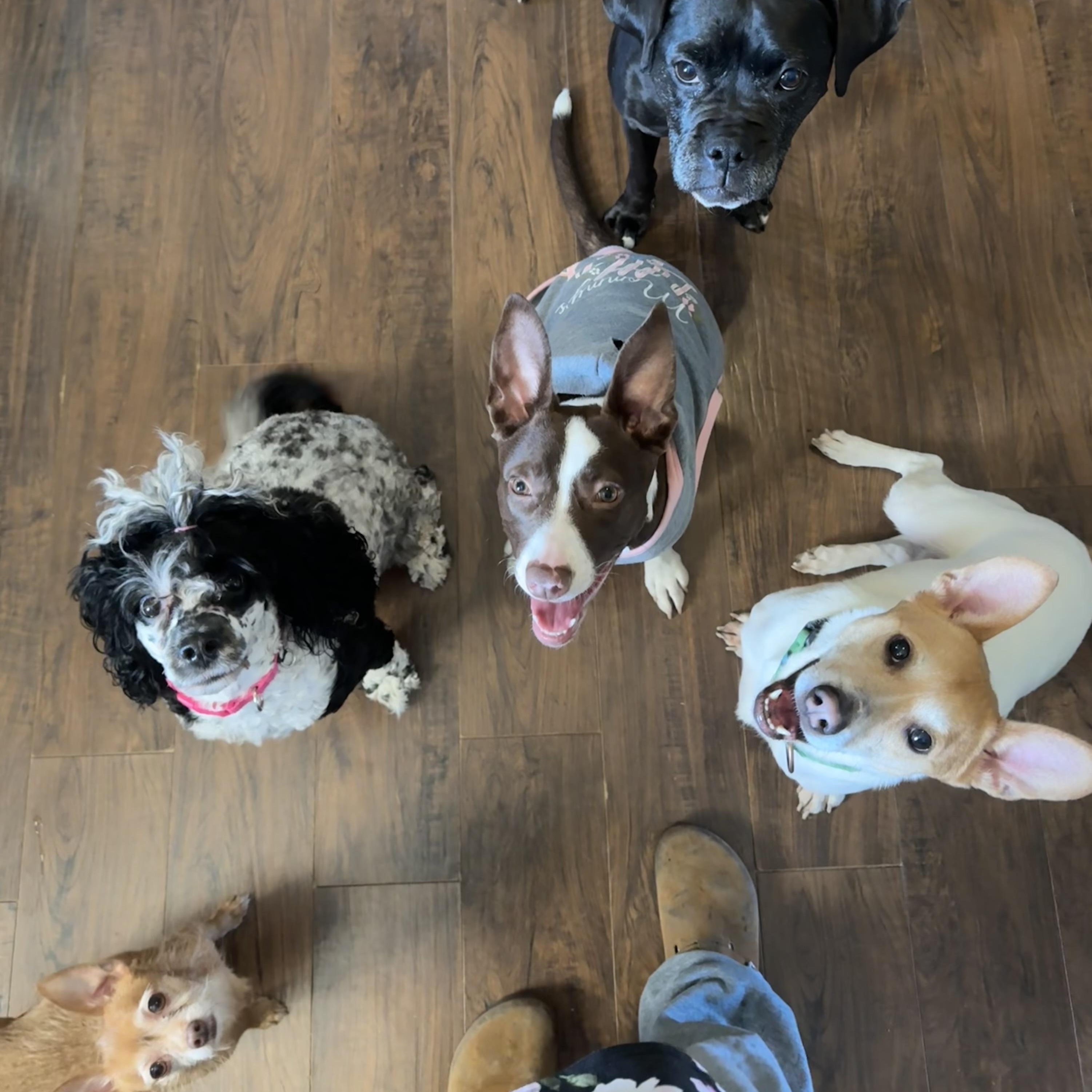 Rosalita, a Adoptable mixed breed in Louisville, KY image 3/6