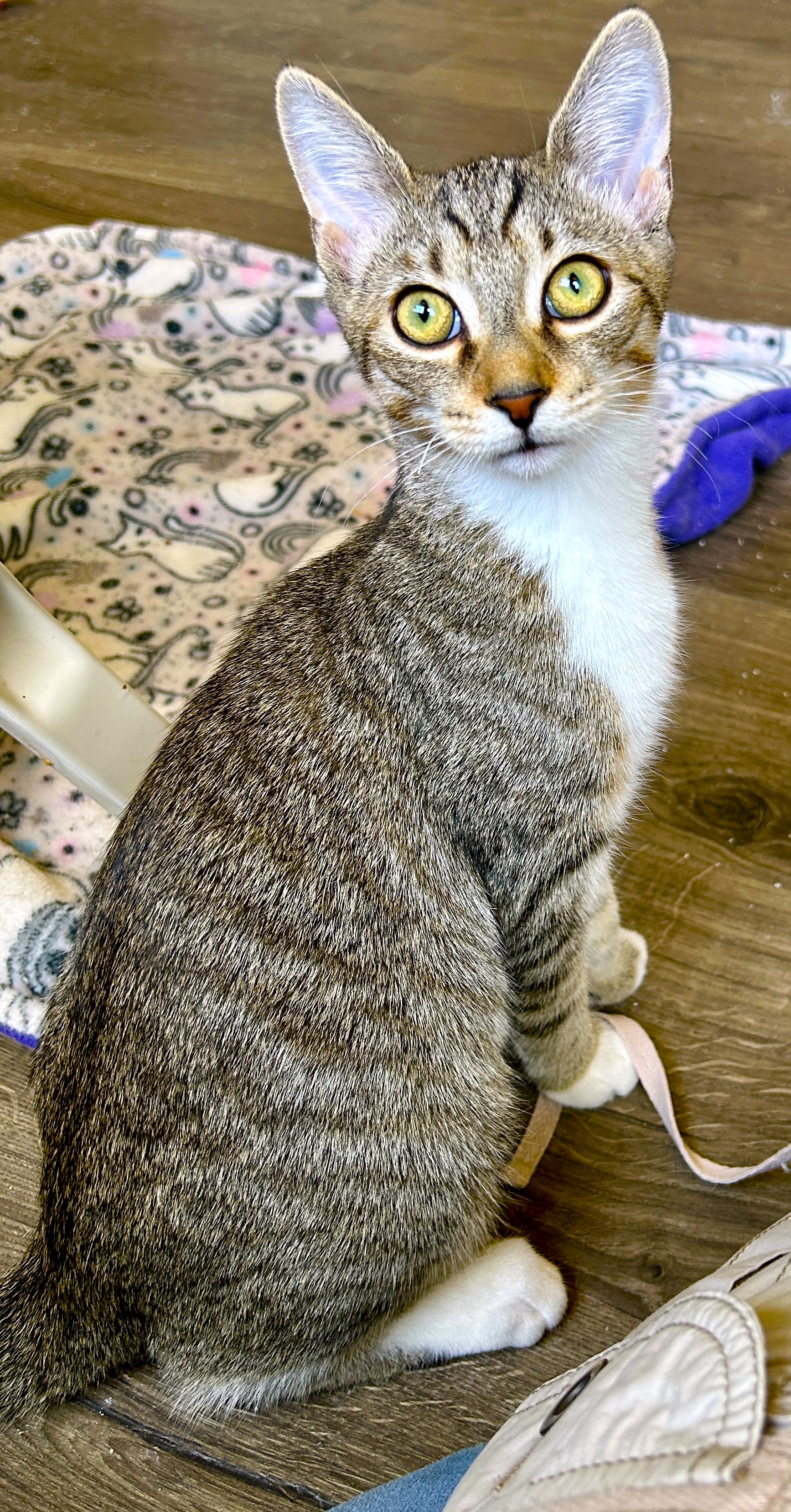 Cookie, a Adoptable Tabby in Columbus , OH image 3/6