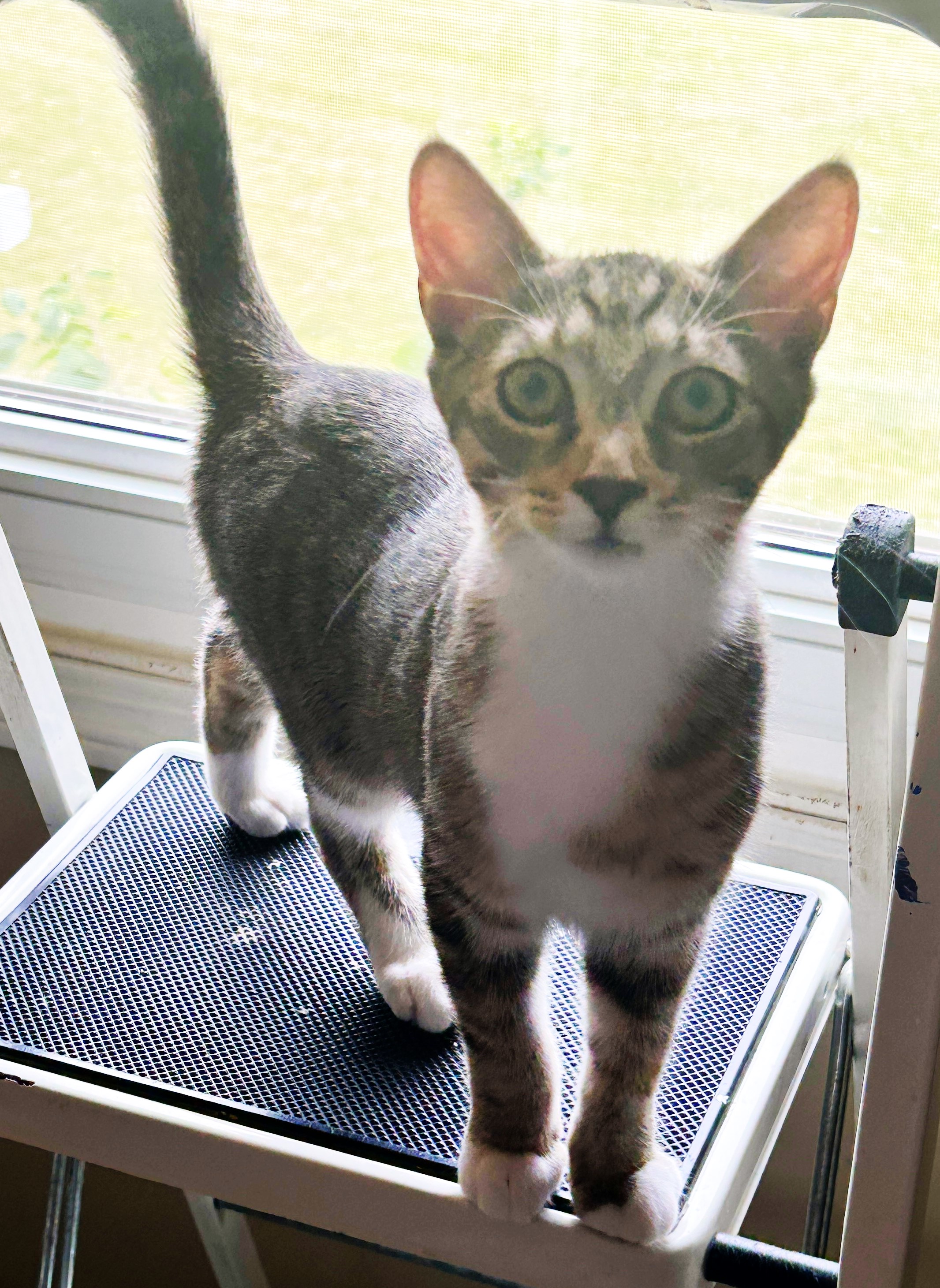 Cookie, a Adoptable Tabby in Columbus , OH image 2/6