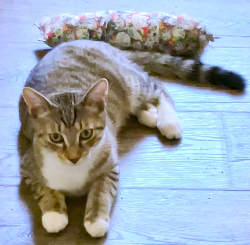 Cookie, a Adoptable Tabby in Columbus , OH image 6/6