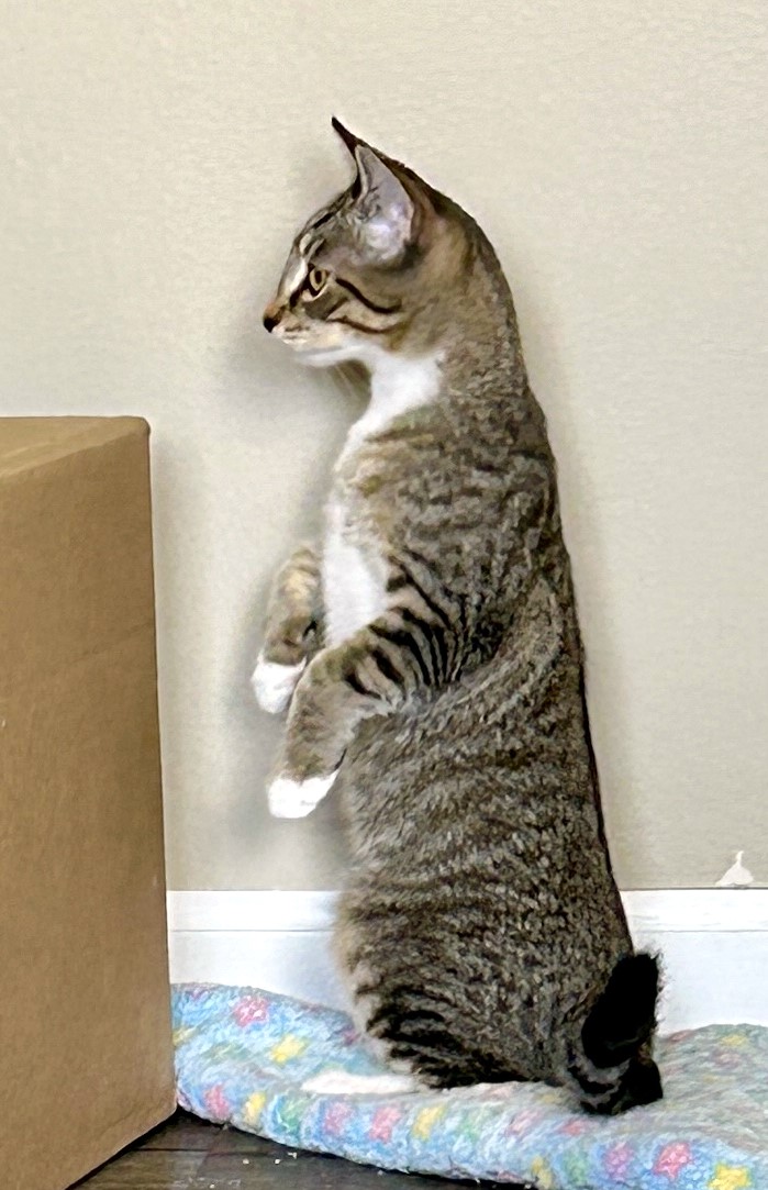 Cookie, a Adoptable Tabby in Columbus , OH image 4/6