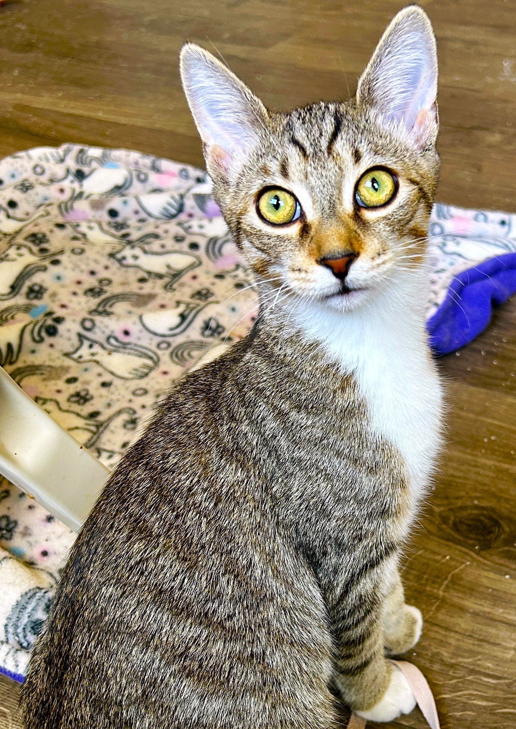 Cookie, a Adoptable Tabby in Columbus , OH image 1/6