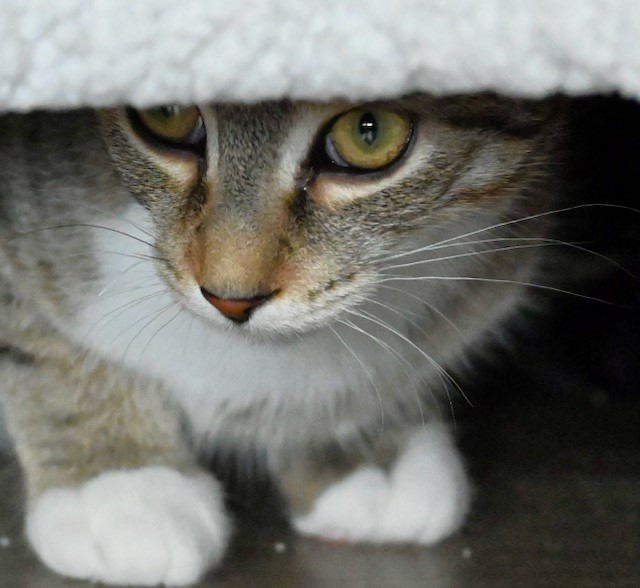 Cookie, a Adoptable Tabby in Columbus , OH image 5/6