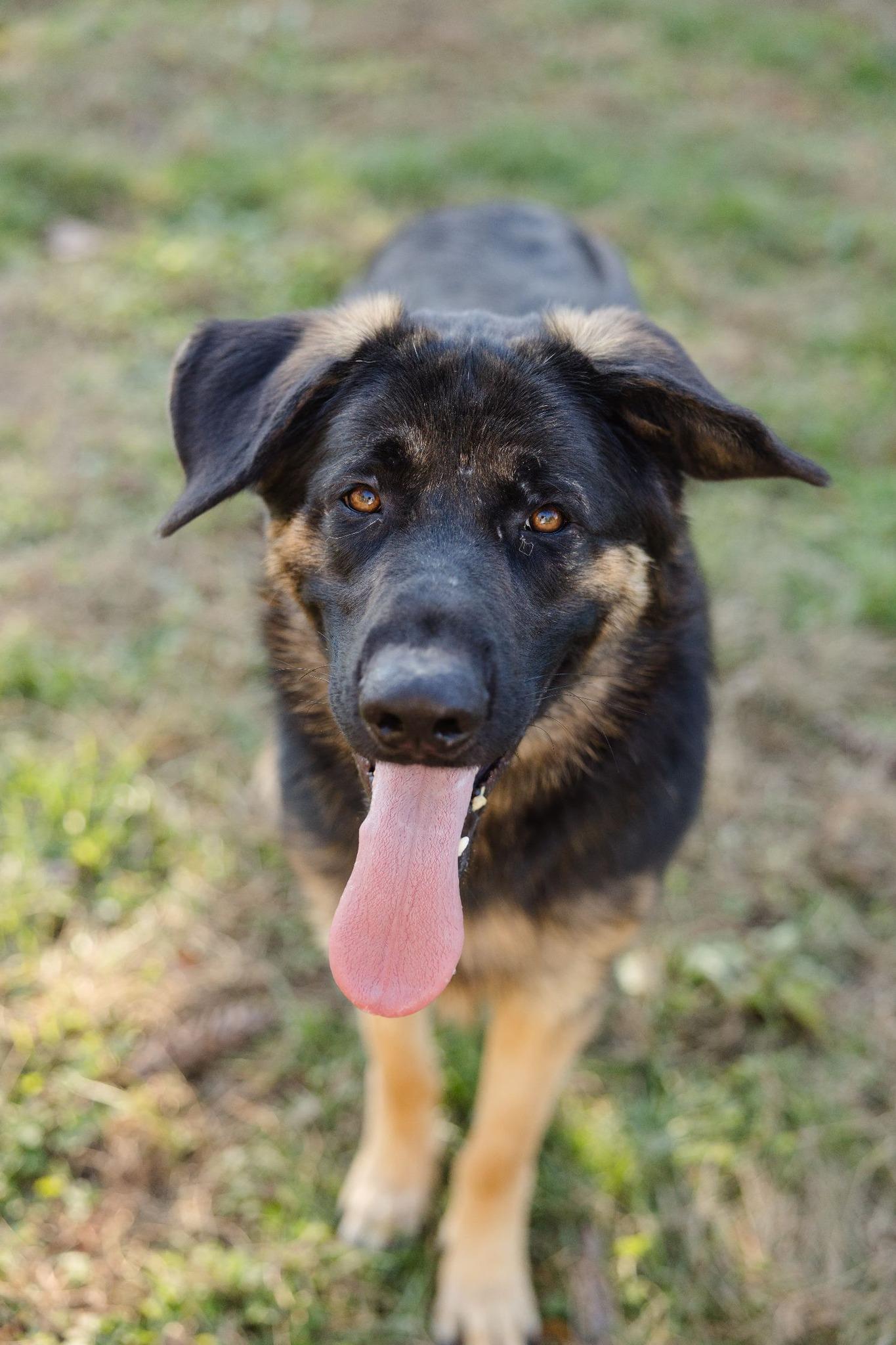 Bear, Adoptable, Young Male German Shepherd Dog.