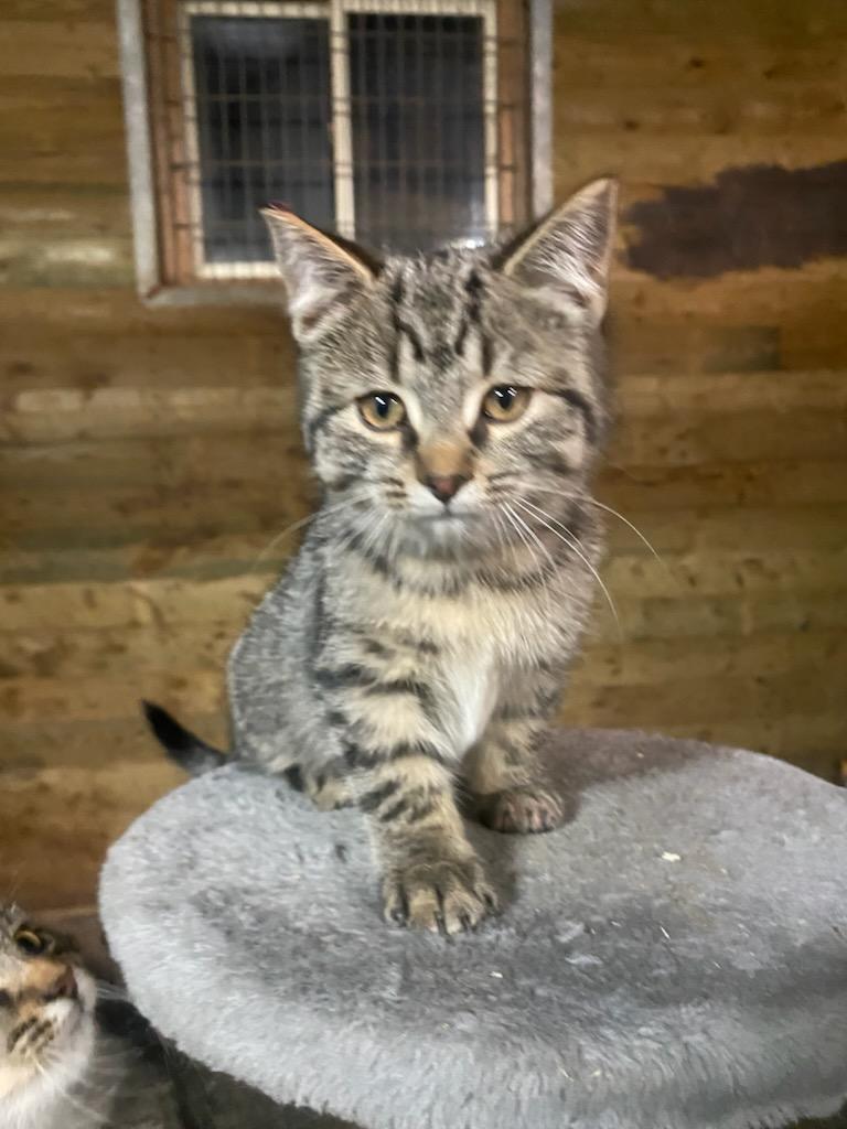 Blueberry 14 wks, a Adoptable Tabby in London, ON image 2/3