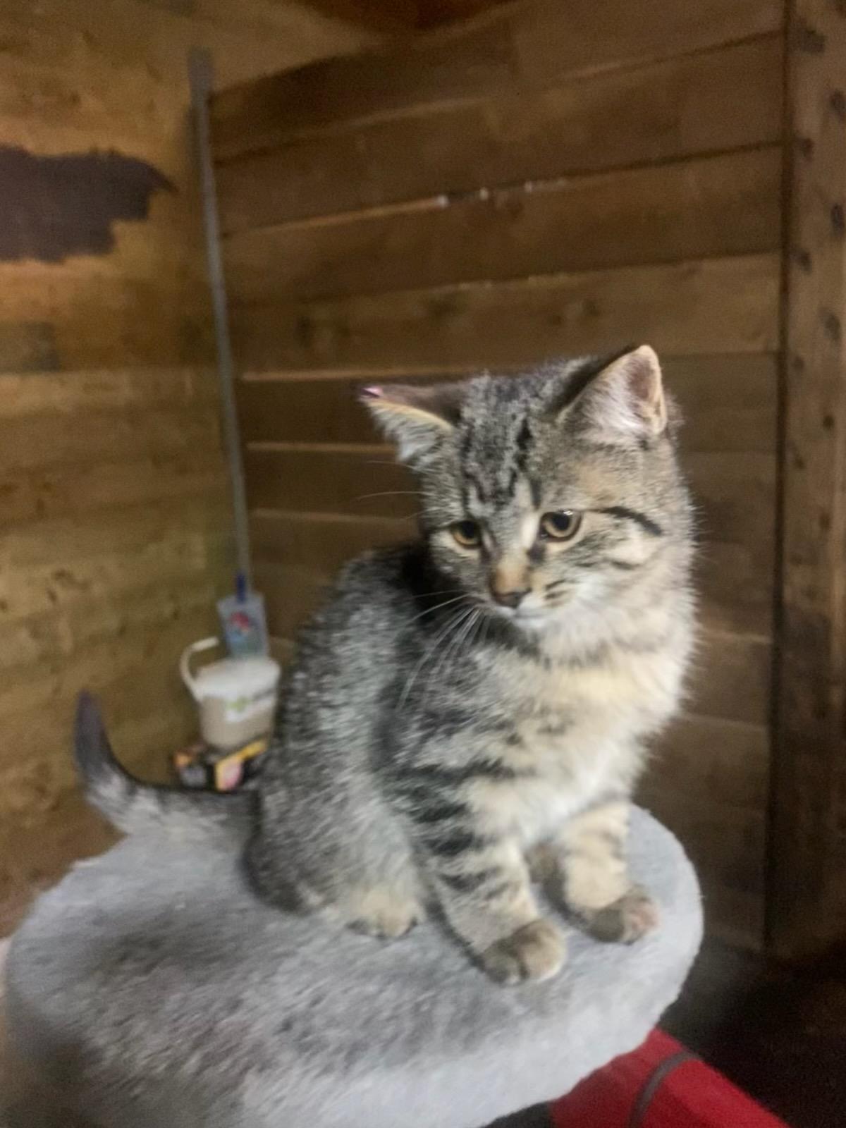 Blueberry 14 wks, a Adoptable Tabby in London, ON image 3/3