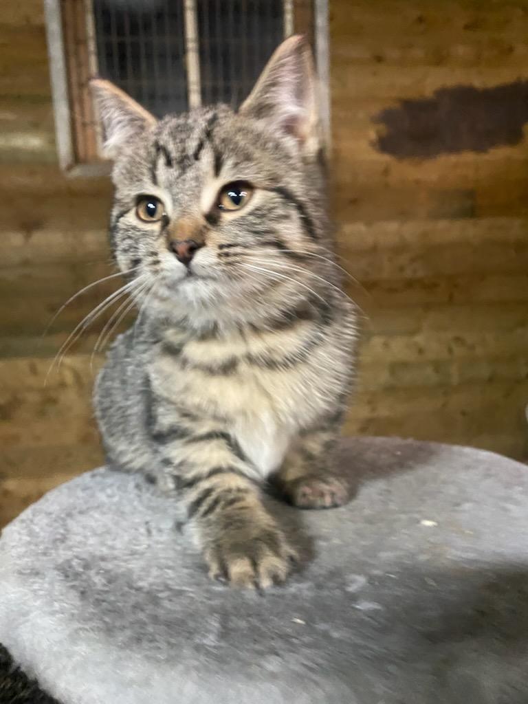 Blueberry 14 wks, a Adoptable Tabby in London, ON image 1/3