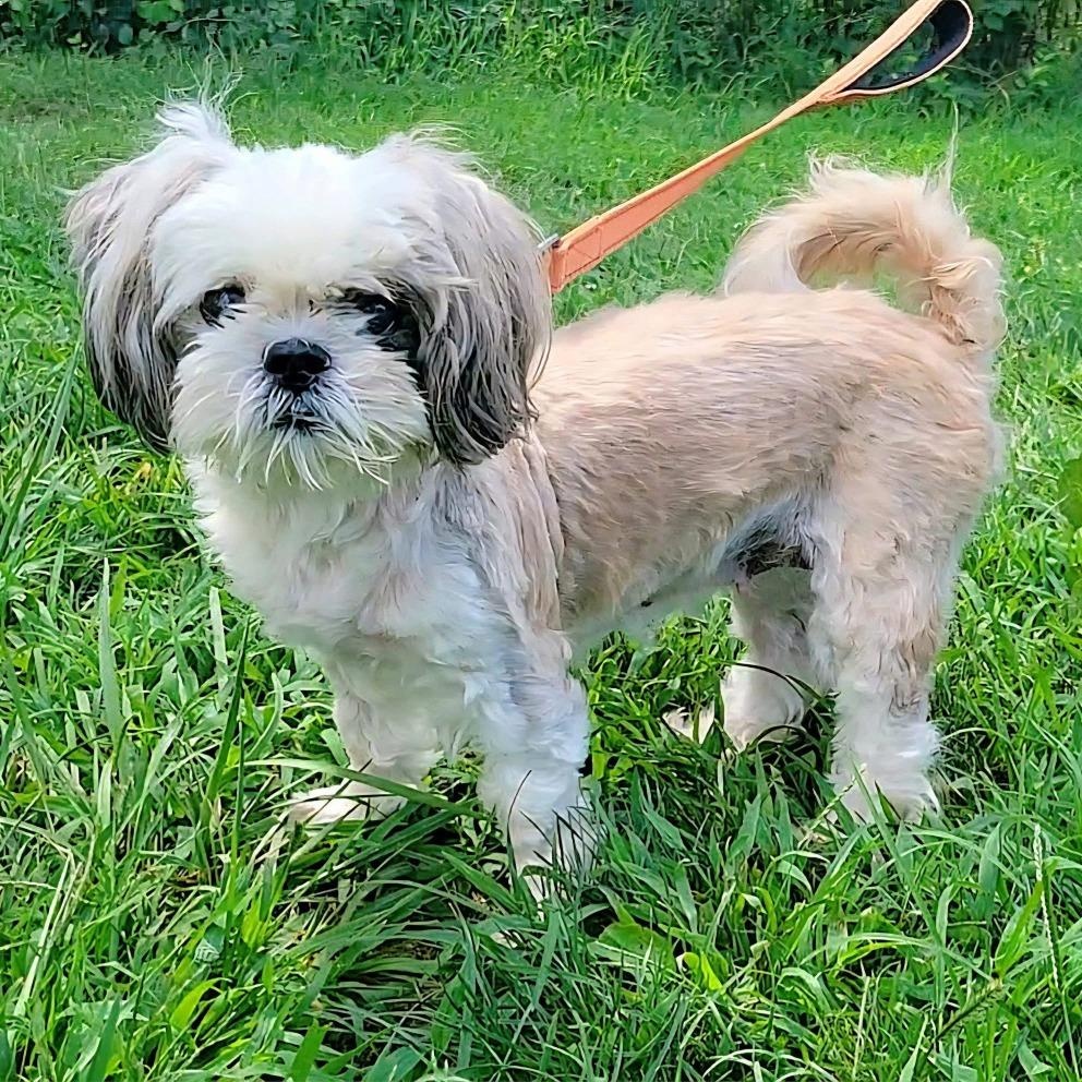 Padme, Adoptable, Senior Female Lhasa Apso.