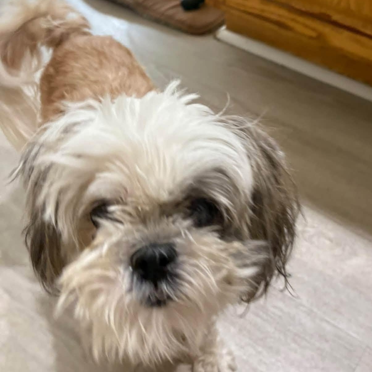 Enlarge Padme, a Adoptable Lhasa Apso in Severn, MD image 2/4