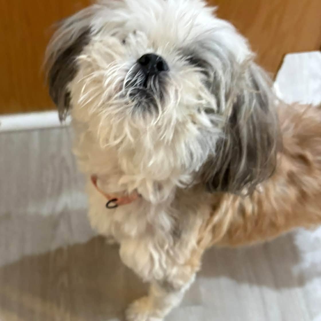 Enlarge Padme, a Adoptable Lhasa Apso in Severn, MD image 3/4