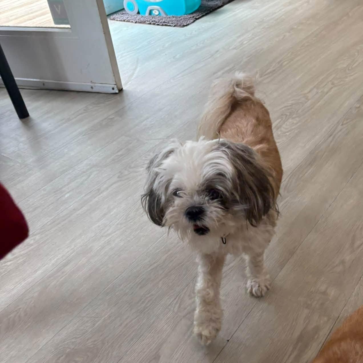 Enlarge Padme, a Adoptable Lhasa Apso in Severn, MD image 4/4