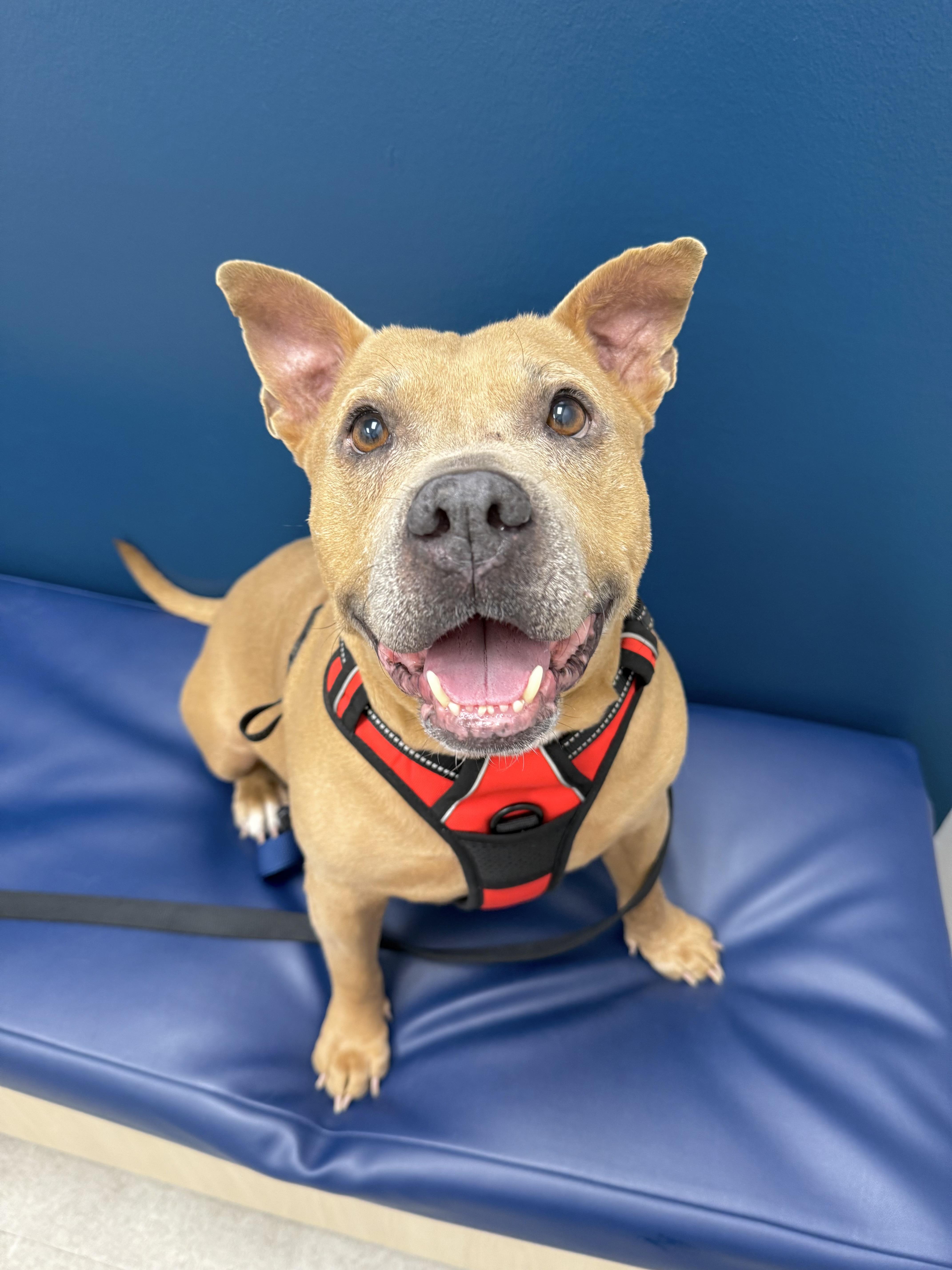 Moose, ADOPTABLE, Senior Male American Staffordshire Terrier.