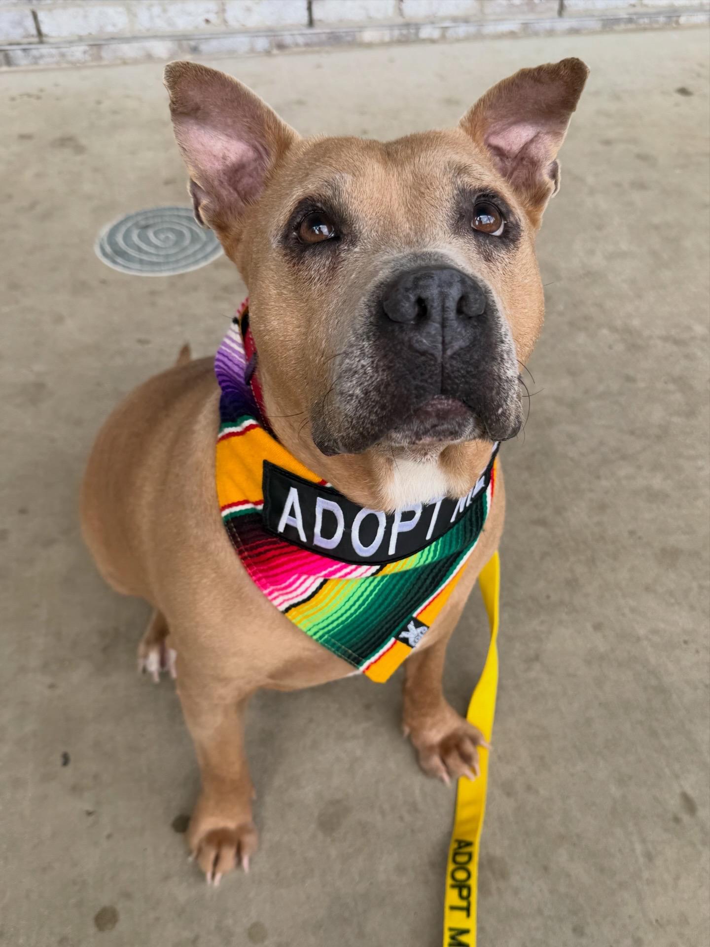 Moose, a ADOPTABLE American Staffordshire Terrier in Austin, TX image 2/6