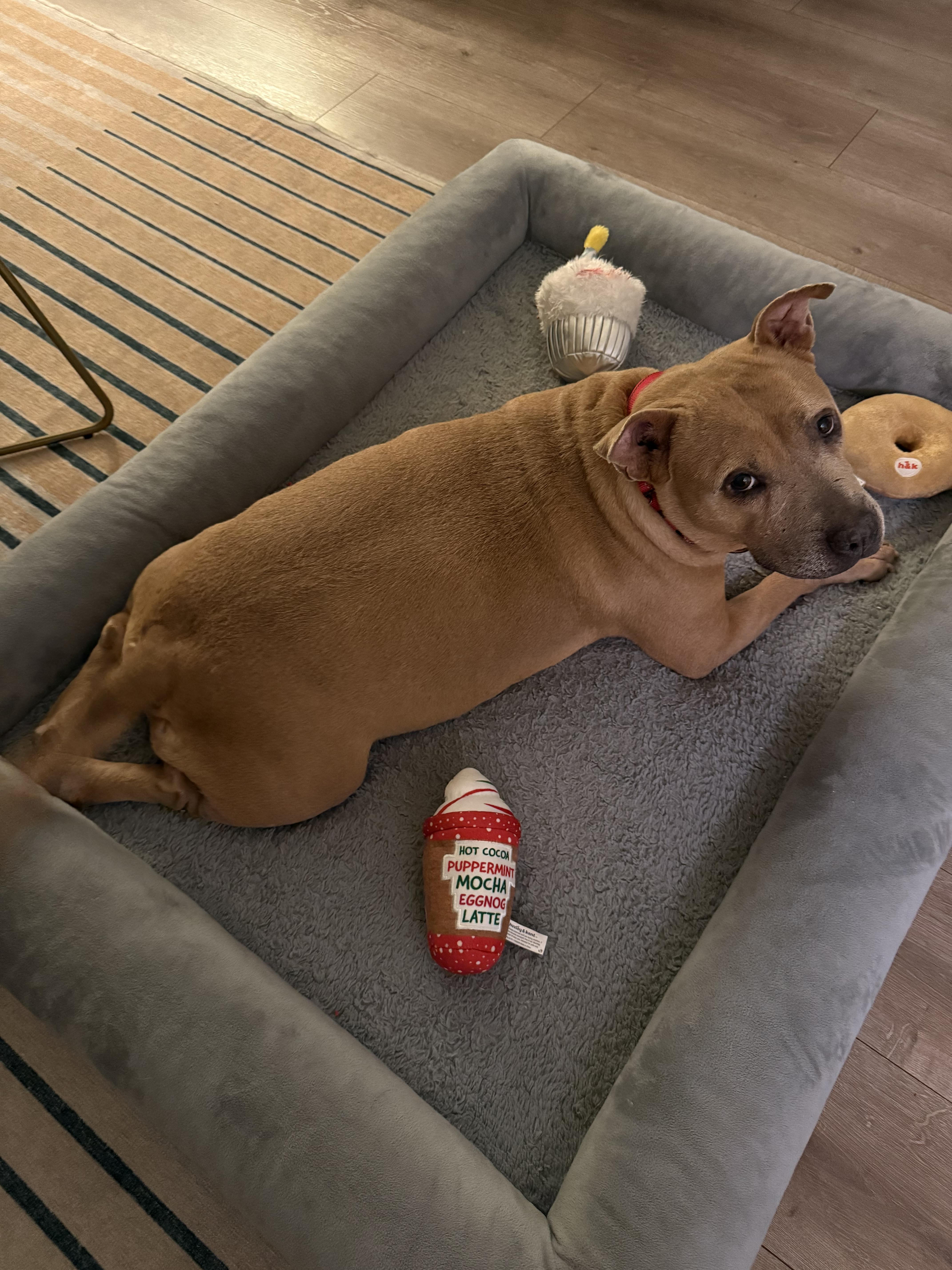 Moose, a ADOPTABLE American Staffordshire Terrier in Austin, TX image 6/6