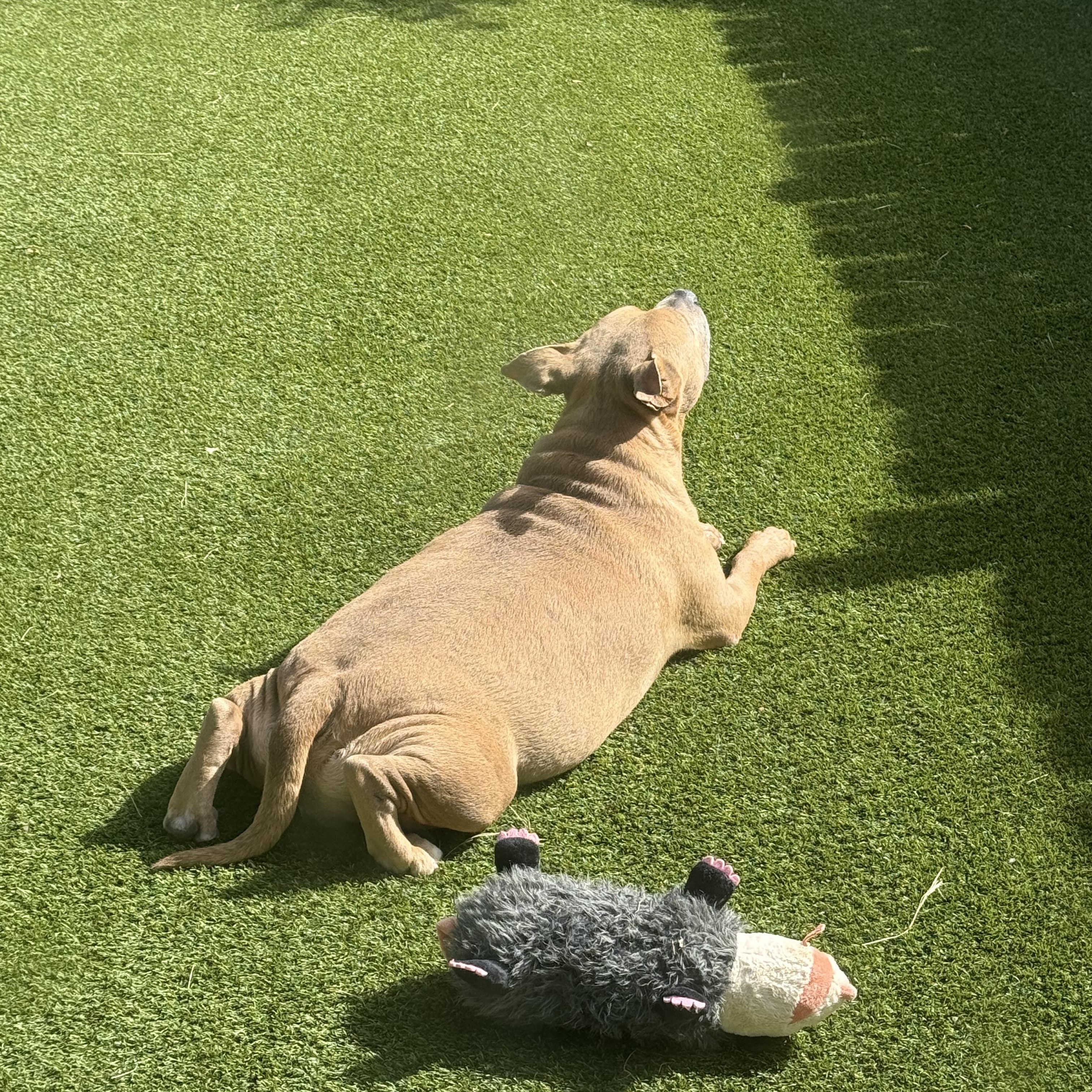 Moose, a ADOPTABLE American Staffordshire Terrier in Austin, TX image 3/6