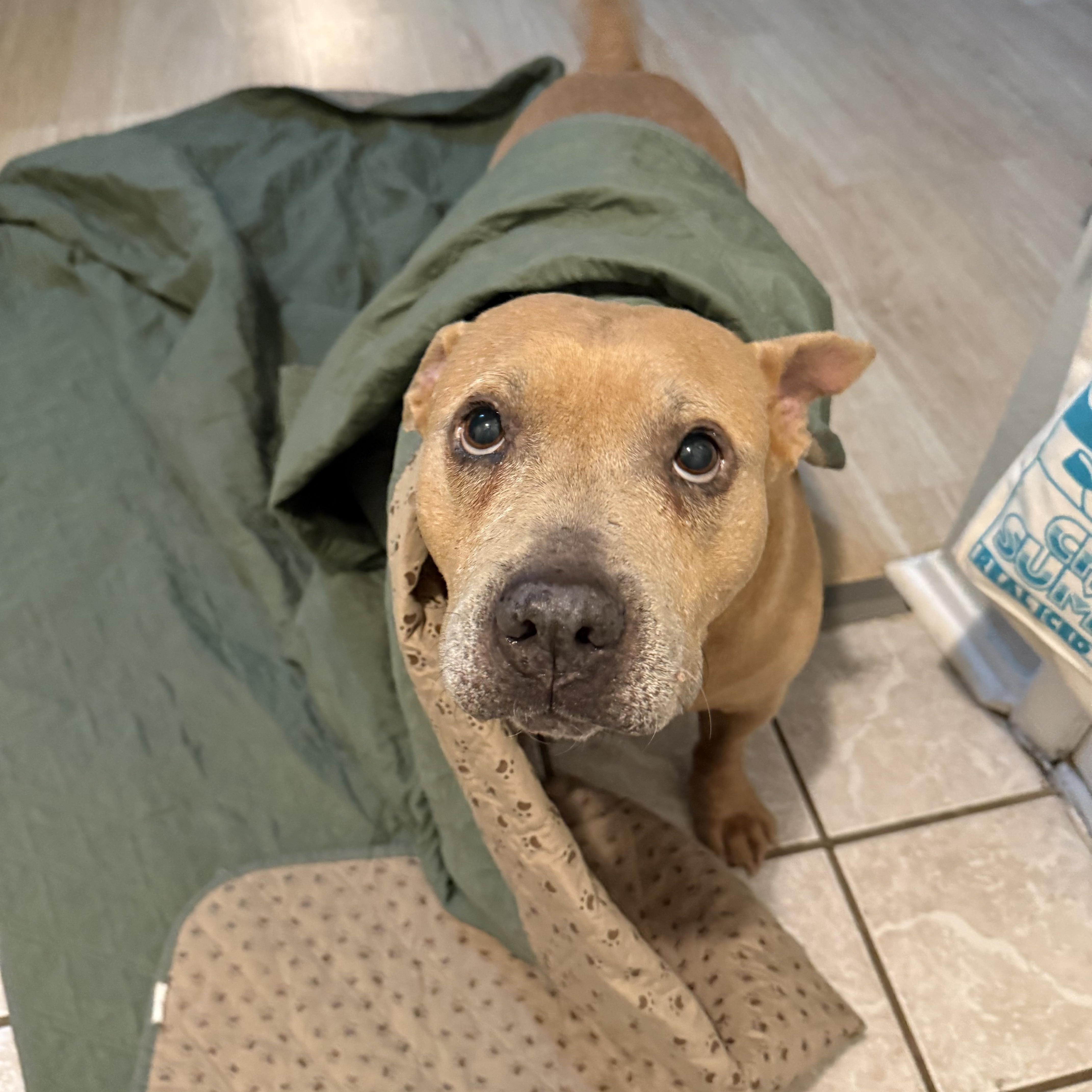 Moose, a ADOPTABLE American Staffordshire Terrier in Austin, TX image 3/6