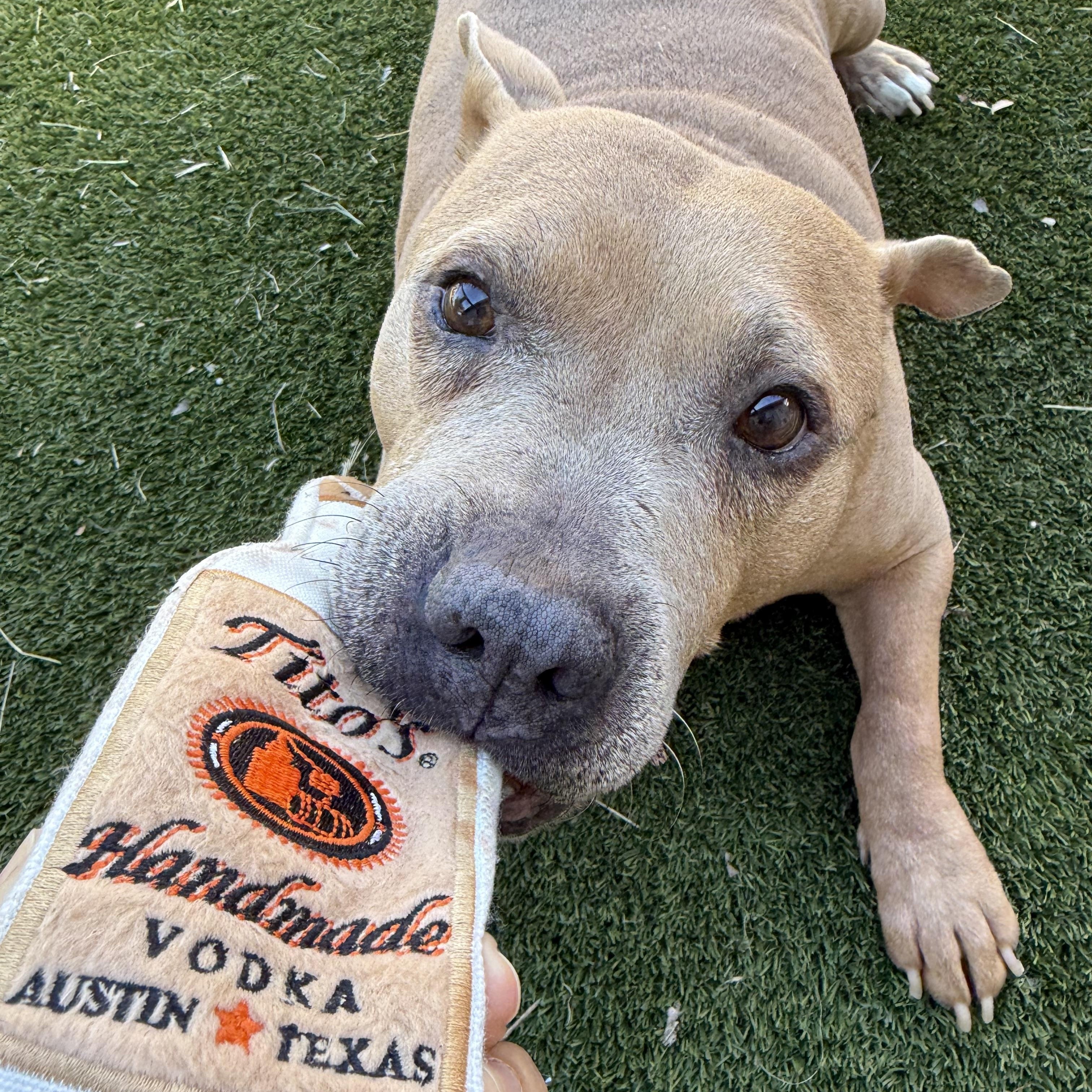 Moose, a ADOPTABLE American Staffordshire Terrier in Austin, TX image 4/6
