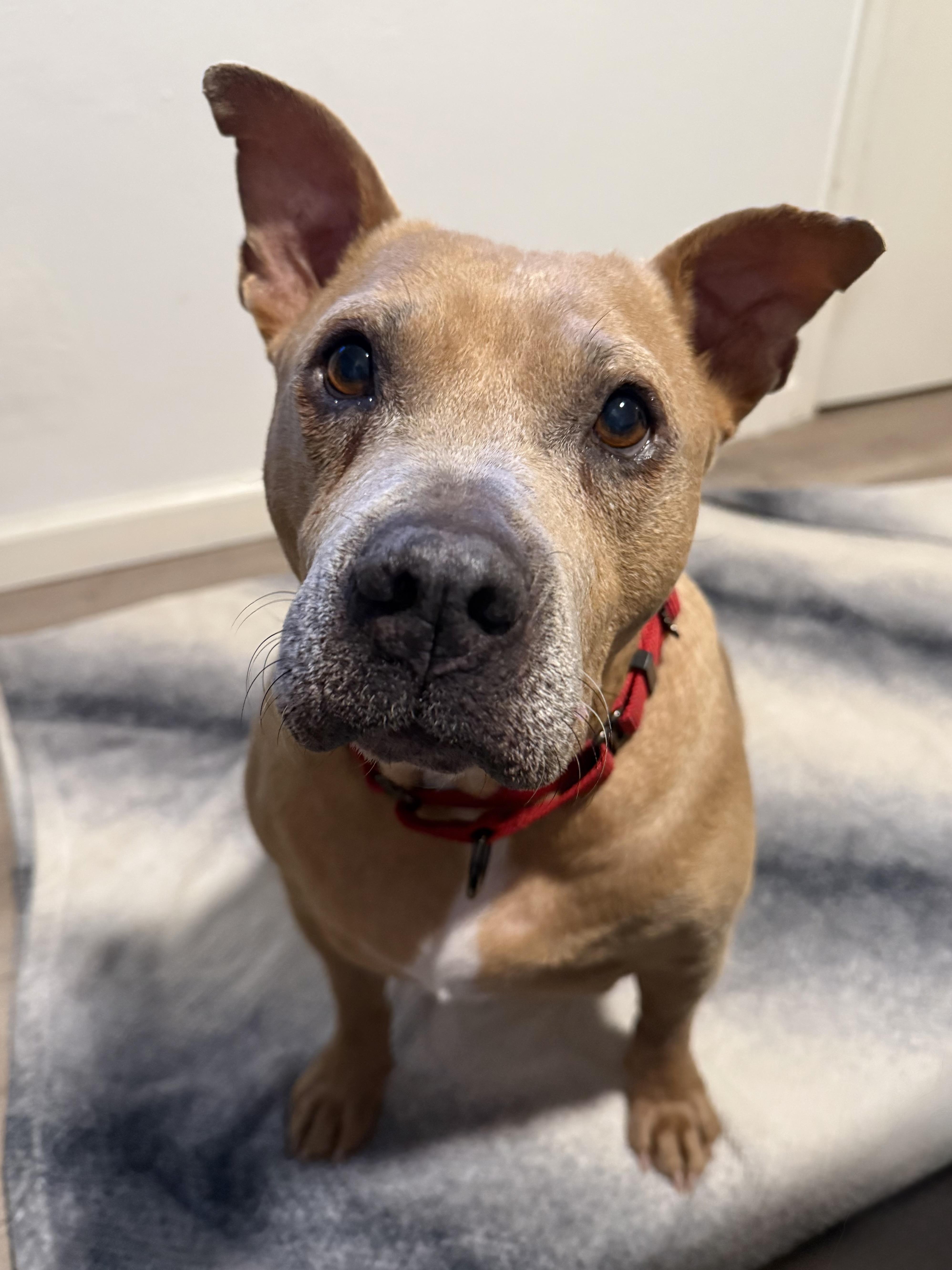 Moose, ADOPTABLE, Senior Male American Staffordshire Terrier.
