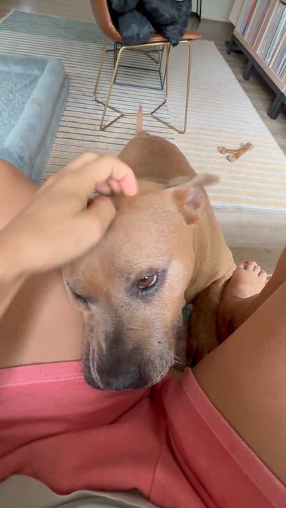 Enlarge Moose, a ADOPTABLE American Staffordshire Terrier in Austin, TX video 6/6