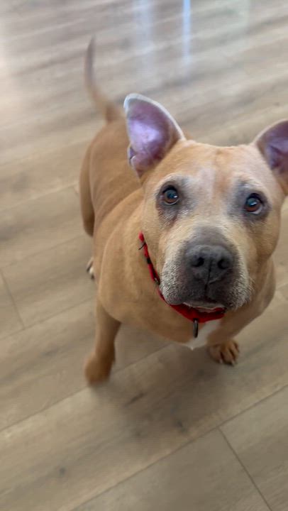 Enlarge Moose, a ADOPTABLE American Staffordshire Terrier in Austin, TX video 5/6