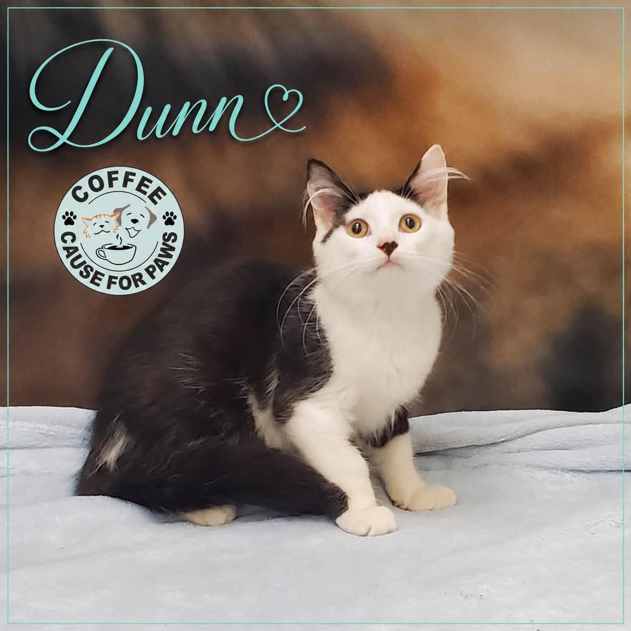 Enlarge Dunn, a ADOPTABLE Domestic Medium Hair in Douglas, GA image 2/2