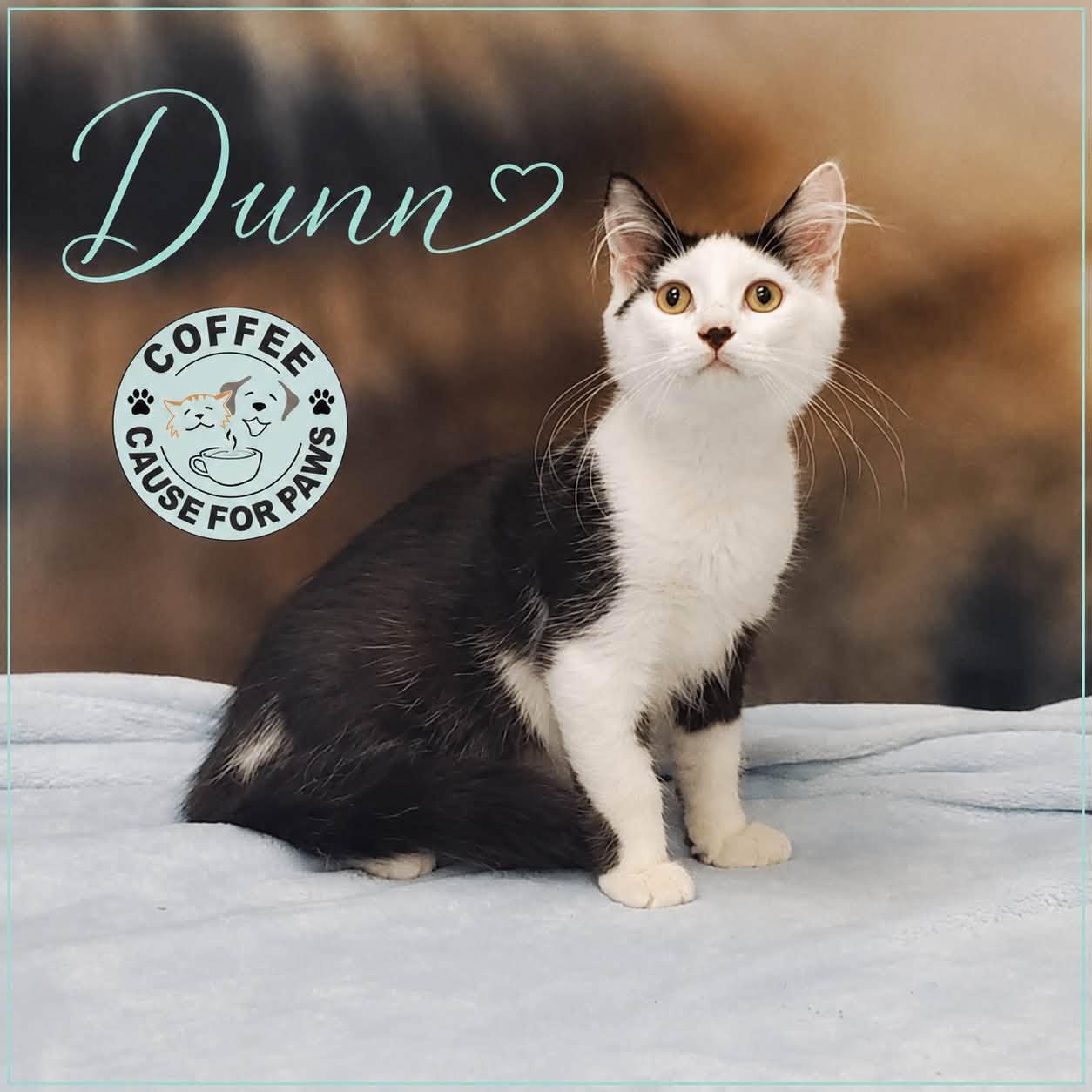 Dunn, ADOPTABLE, Kitten Male Domestic Medium Hair.