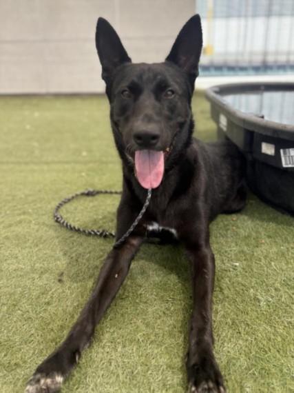 PHANTOM, Adoptable, Young Male German Shepherd Dog.
