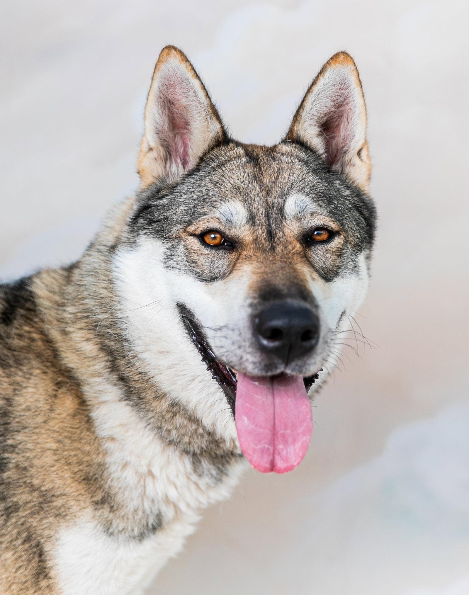 WILLA, a Adoptable Siberian Husky in Pasadena, CA image 1/2