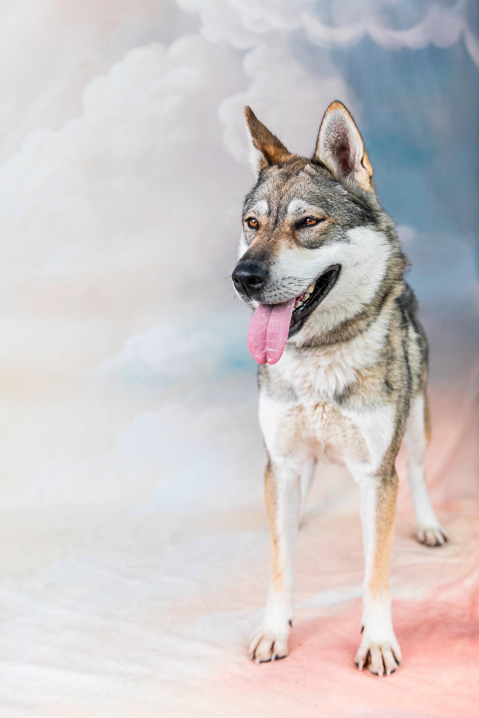 WILLA, a Adoptable Siberian Husky in Pasadena, CA image 2/2