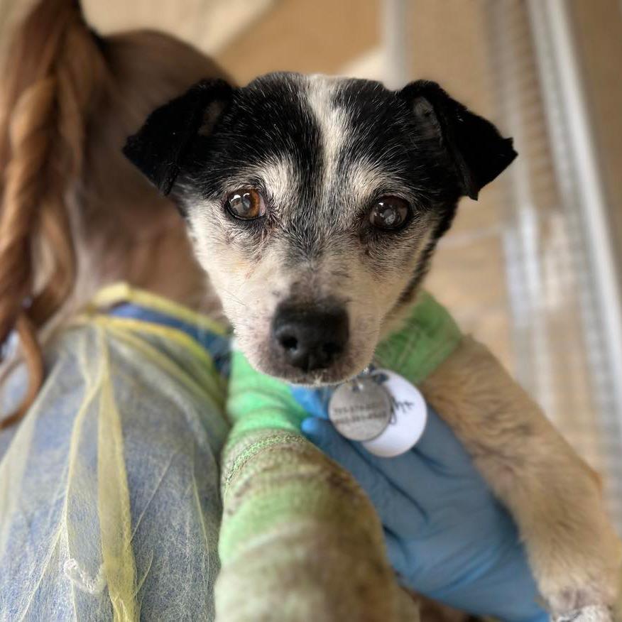 Enlarge Wright, a Adoptable Parson Russell Terrier in Ramona, CA image 4/6