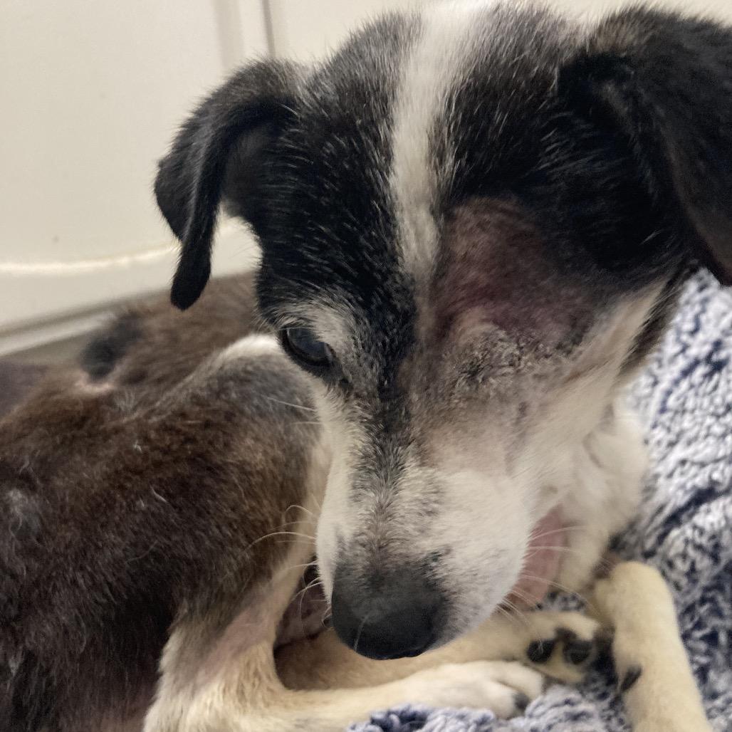 Enlarge Wright, a Adoptable Parson Russell Terrier in Ramona, CA image 6/6