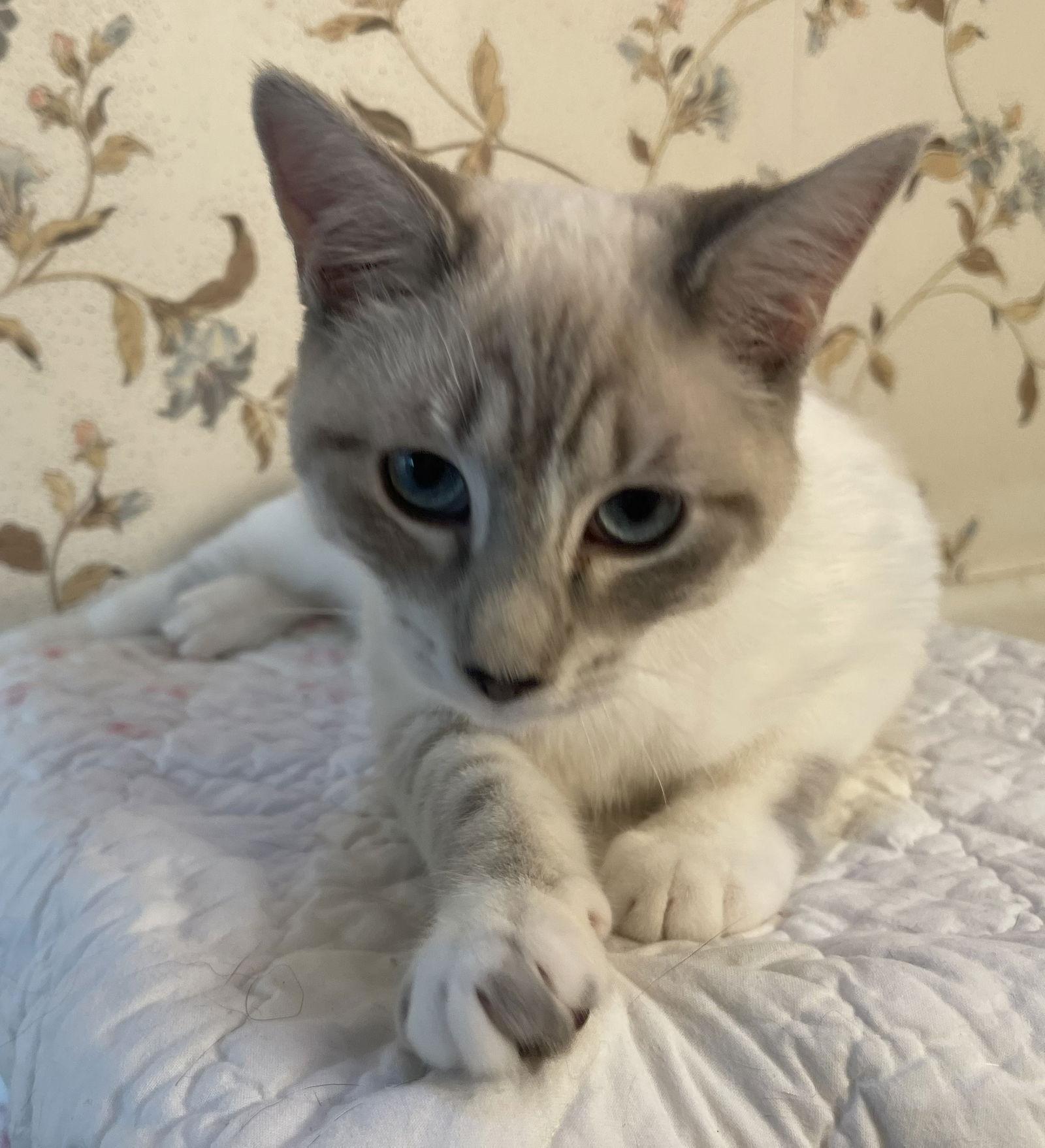 Evangeline thumbnail 2