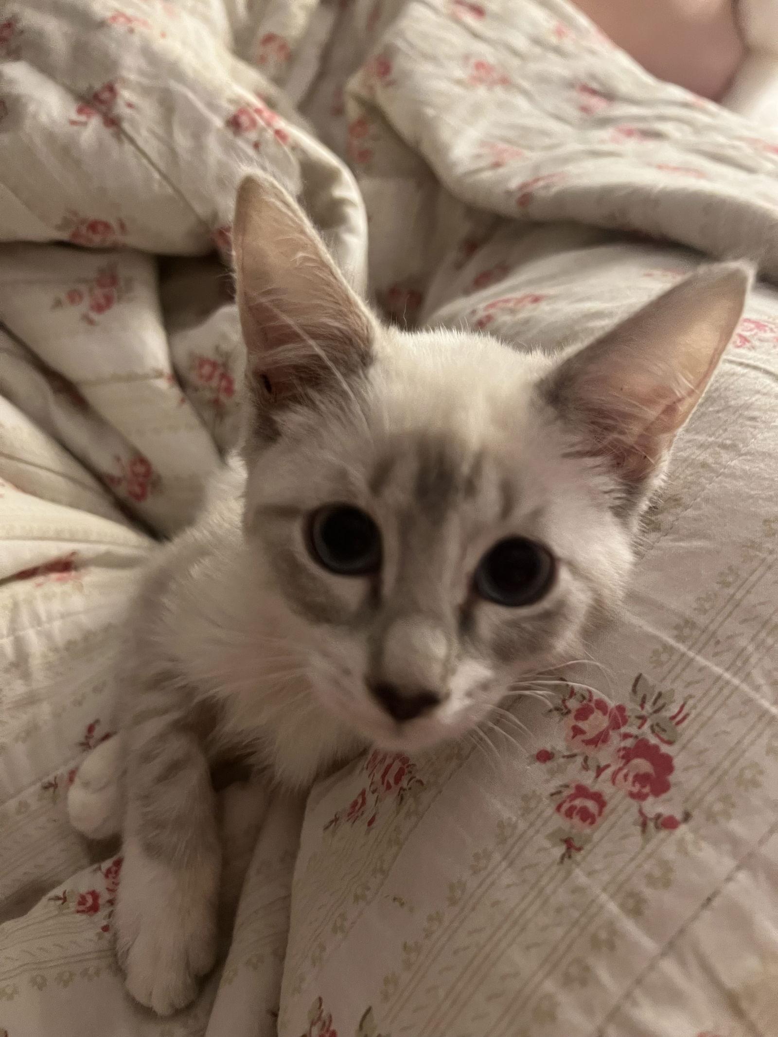 Evangeline thumbnail 3