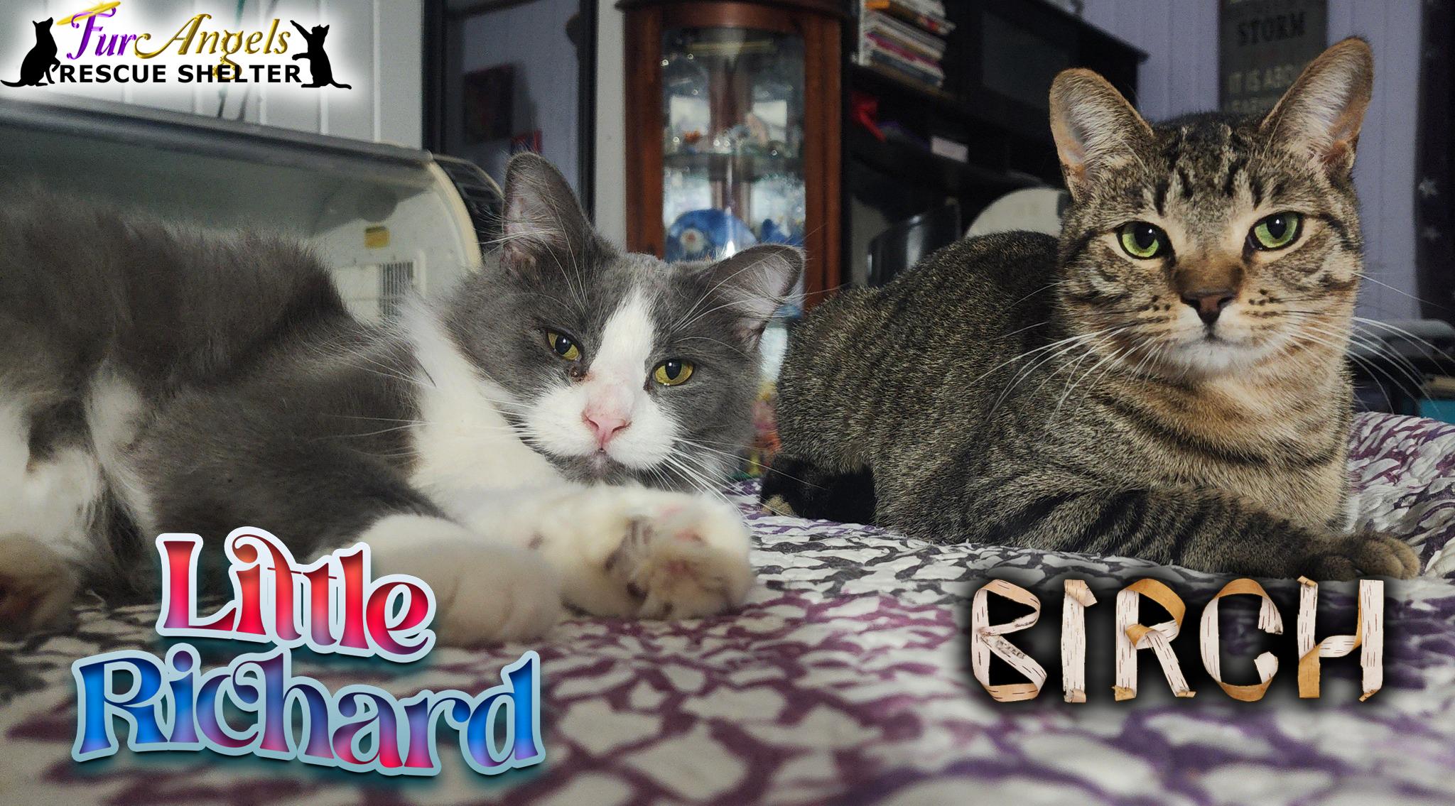 Enlarge Birch & Little Richard, a Adoptable mixed breed in Toledo, OH image 1/6