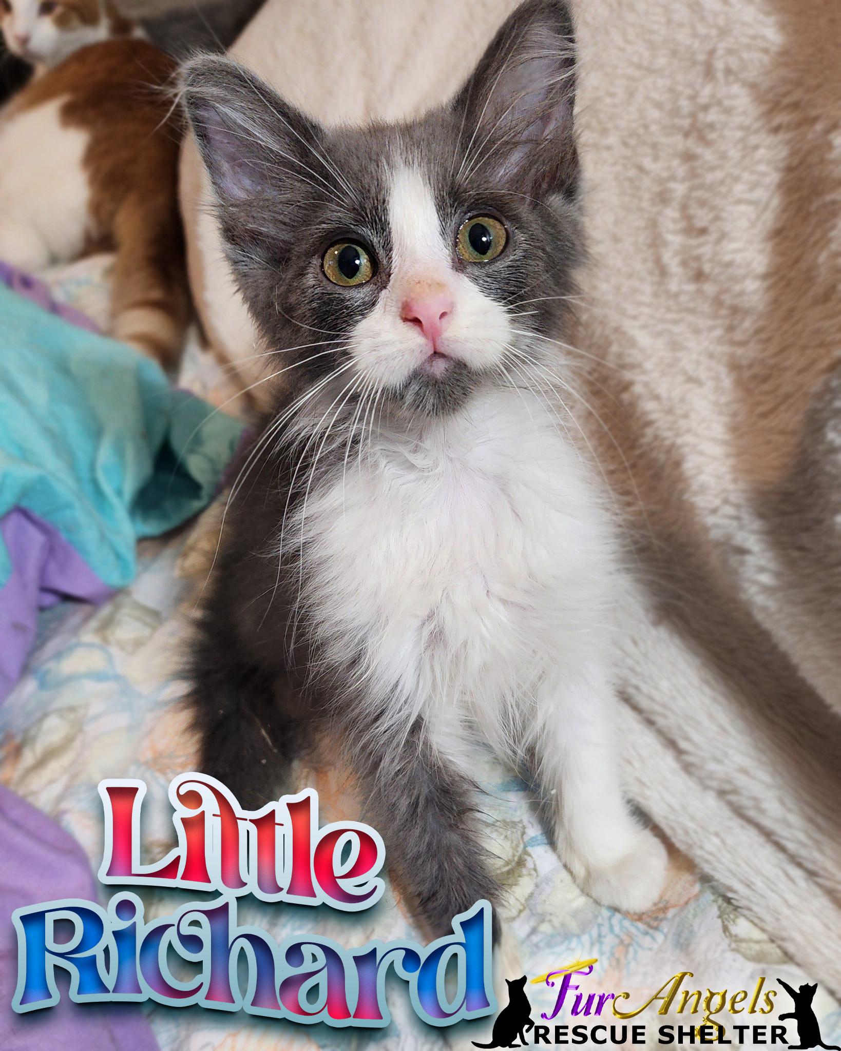 Enlarge Birch & Little Richard, a Adoptable mixed breed in Toledo, OH image 4/6