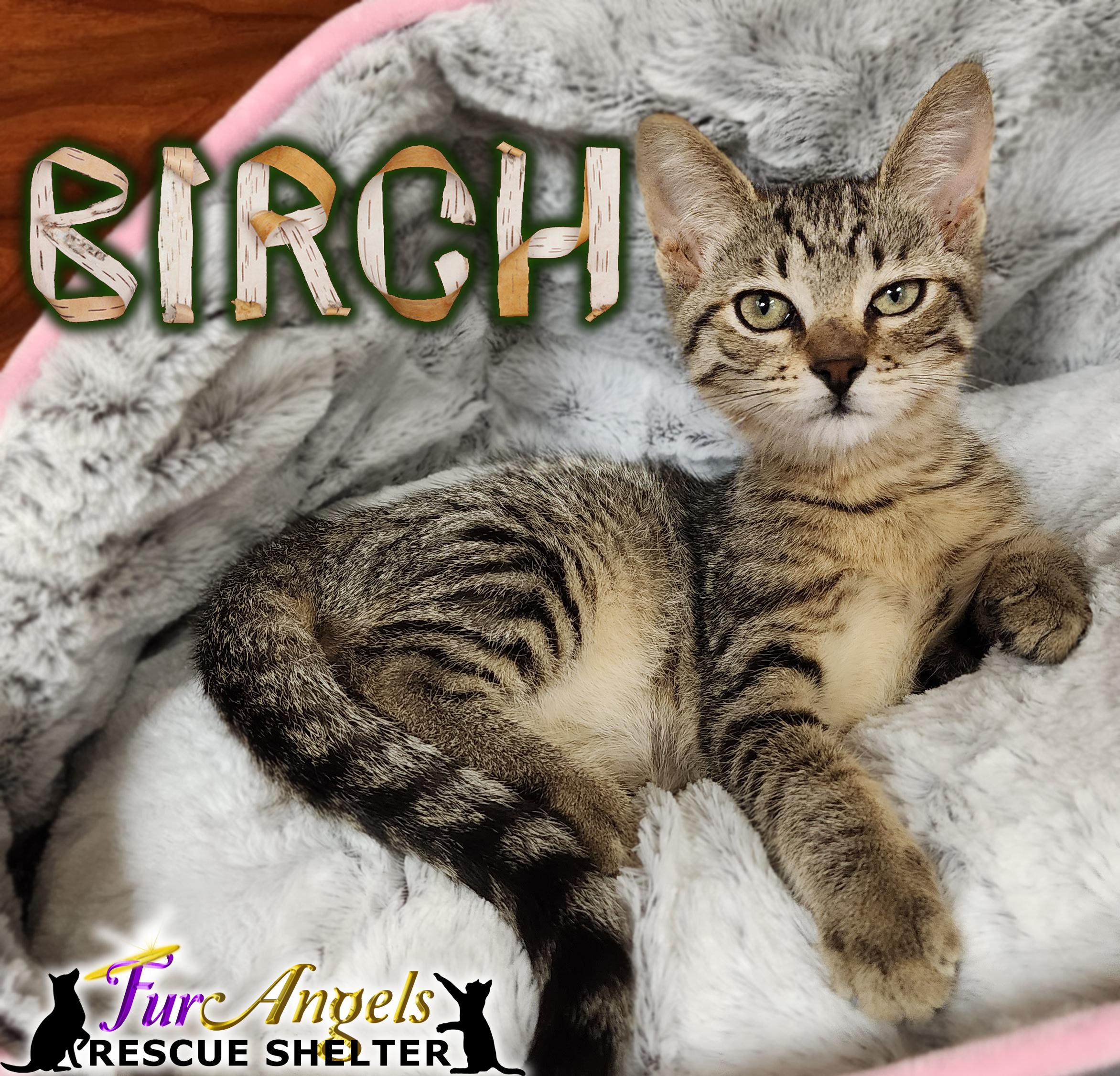 Enlarge Birch & Little Richard, a Adoptable mixed breed in Toledo, OH image 5/6