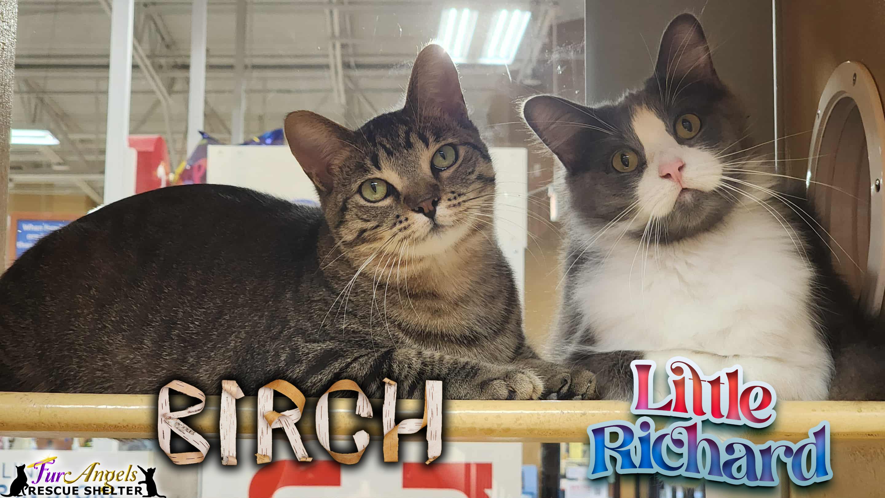Enlarge Birch & Little Richard, a Adoptable mixed breed in Toledo, OH image 2/6