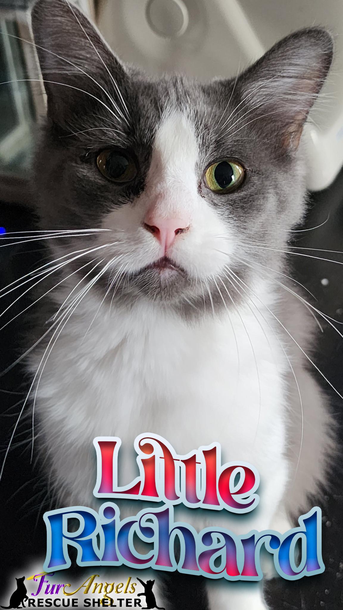 Enlarge Birch & Little Richard, a Adoptable mixed breed in Toledo, OH image 6/6