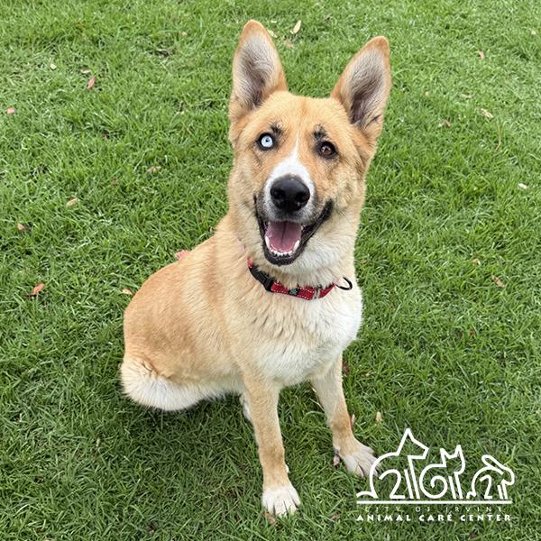 Enlarge QUINN, a Adoptable mixed breed in Irvine, CA image 1/1